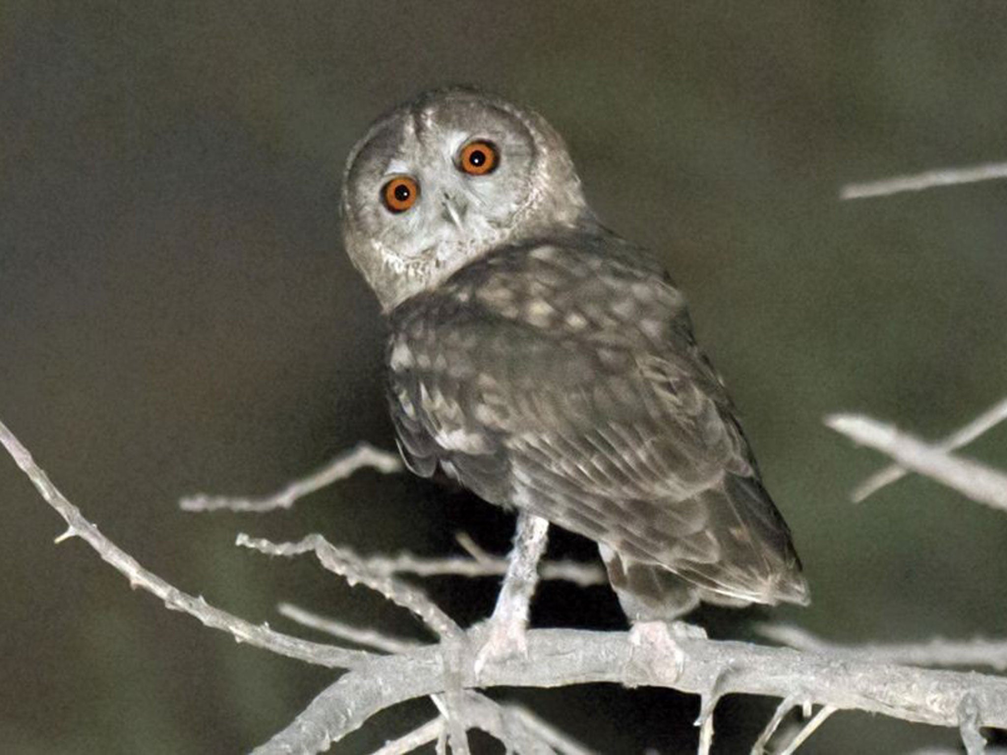 The owl was spotted by researchers recording another species