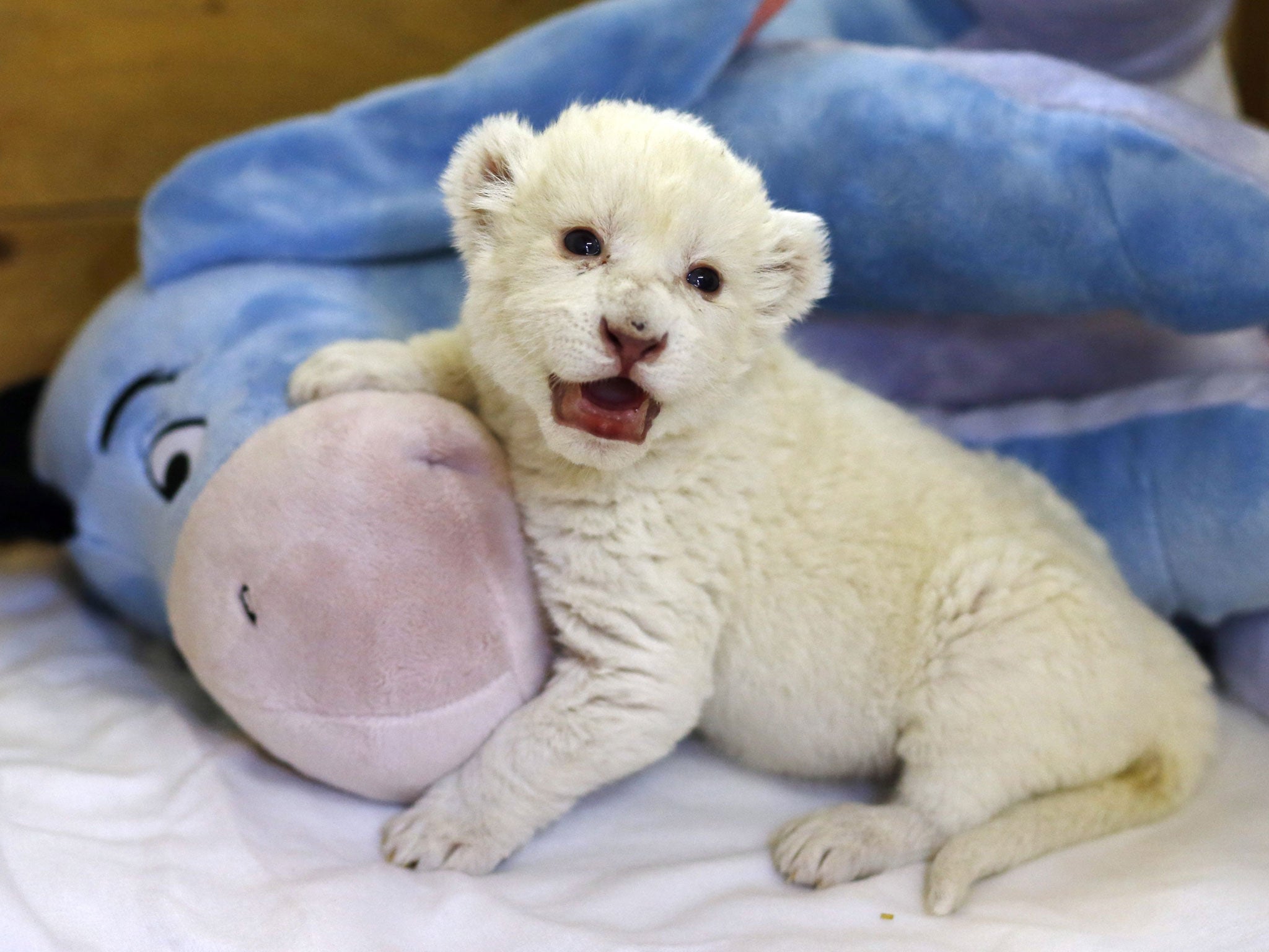 The unnamed lion cub plays with an Eeyore plush toy