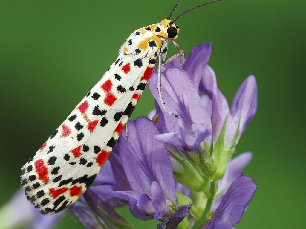 A Crimson Speckled moth