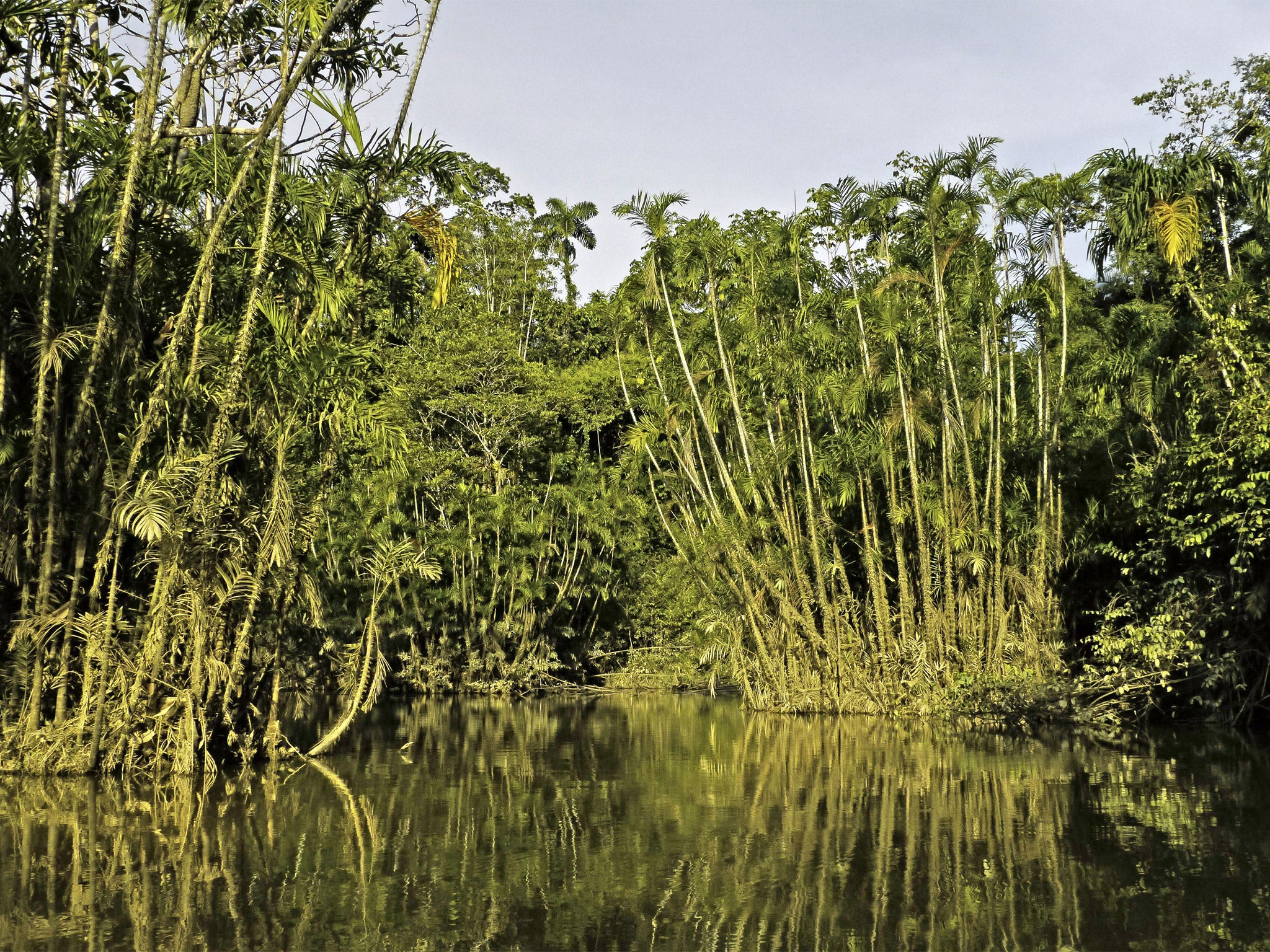 A rainforest in Ecuador, South America (Getty)