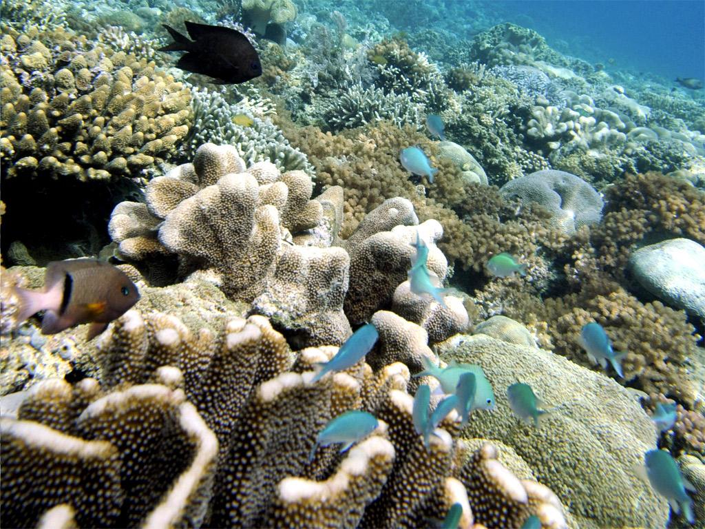 Coral reefs in northern Sulawesi, Indonesia (Getty)