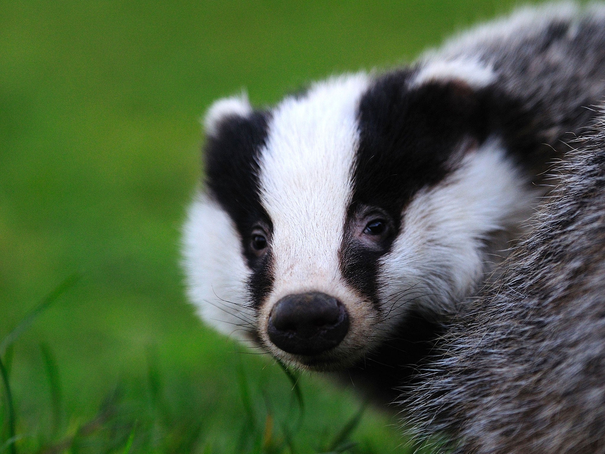 Owen Paterson admitted that shooting nocturnal badgers as they ran around in the dark was actually pretty hard