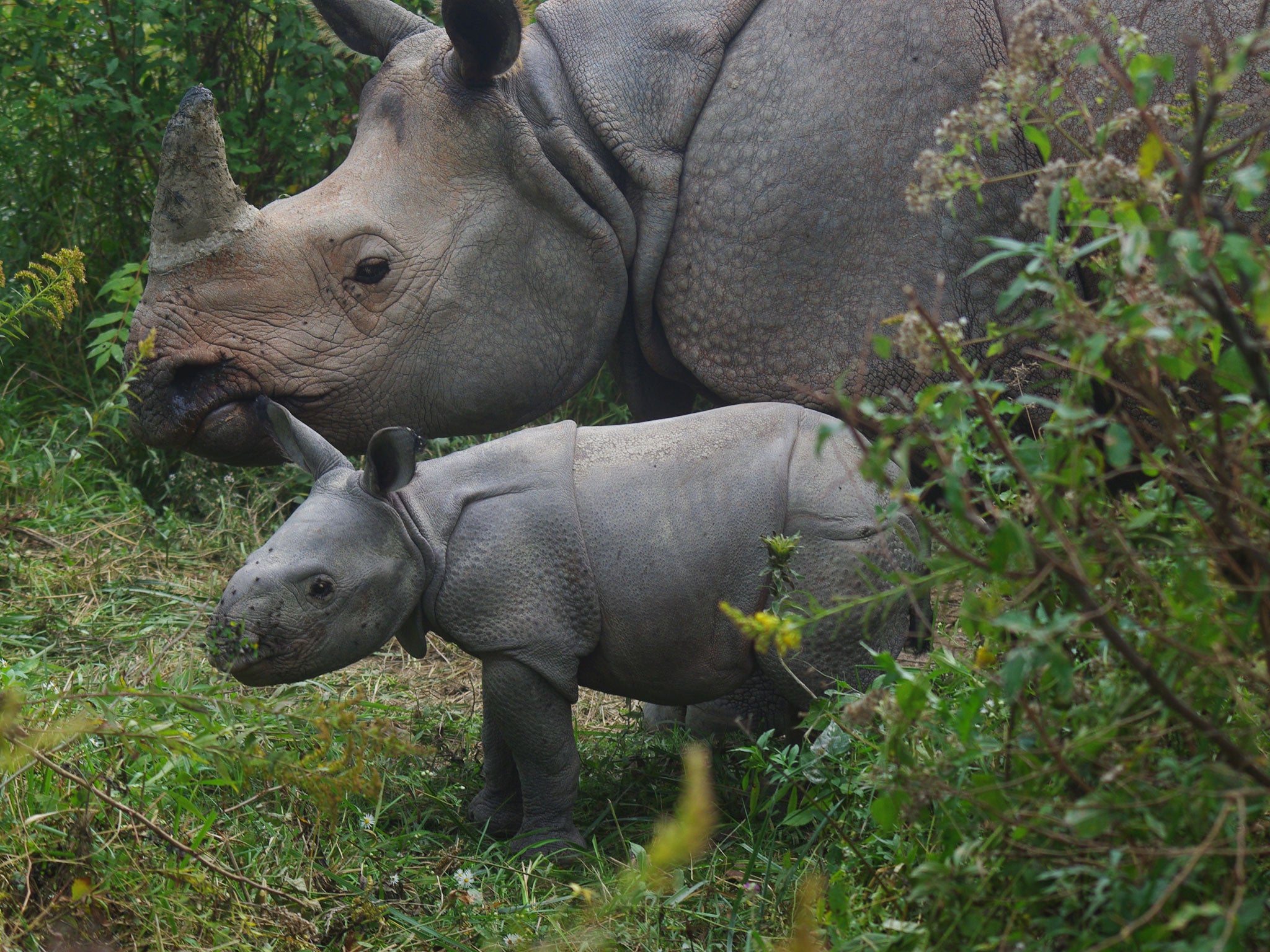 While Indian rhino numbers are recovering, Chris Packham says similar endangered species have only limited conservation value