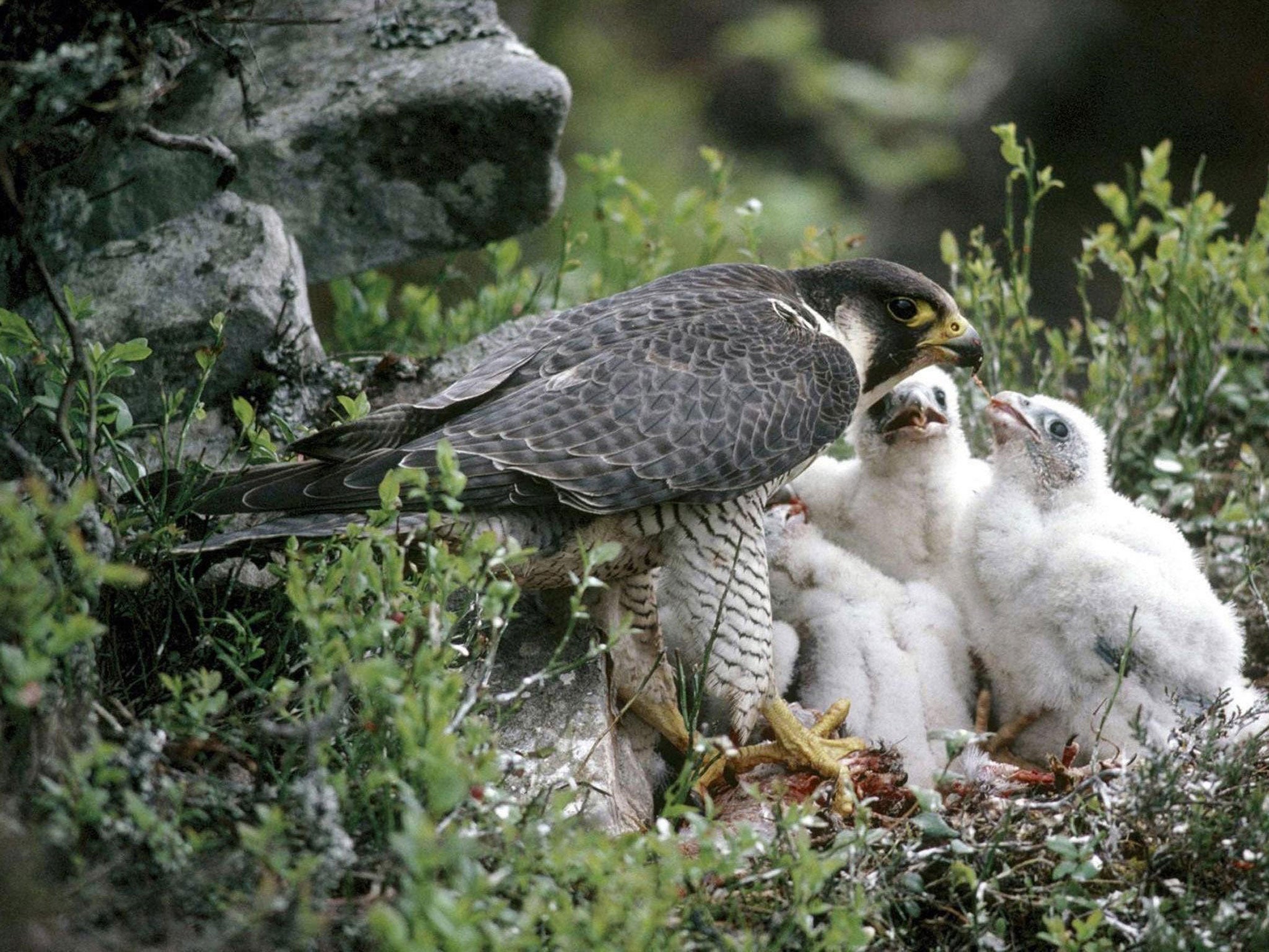 The Forest of Bowland, taking up much of Lancashire, has been a focus of peregrine falcon conservation efforts