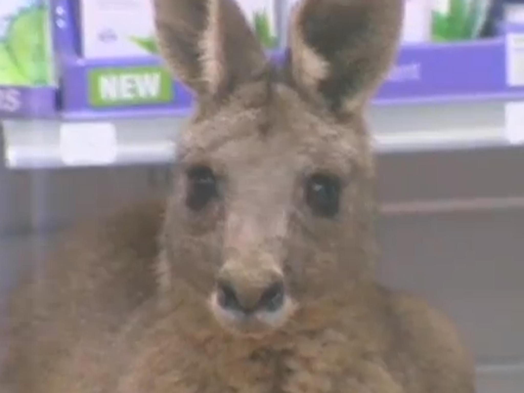 The kangaroo appears stunned by the attention it is receiving