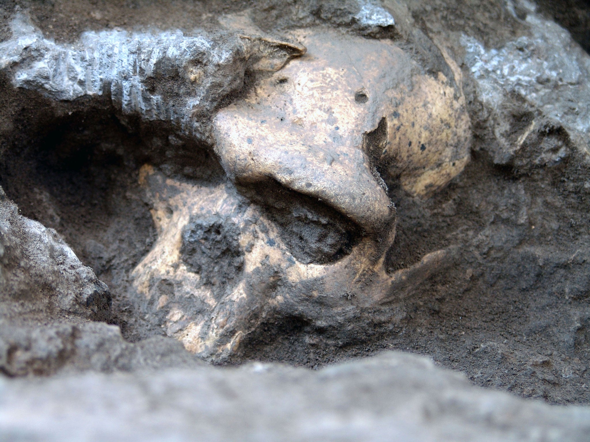 A pre-human skull found in the ground at the medieval village Dmanisi, Georgia