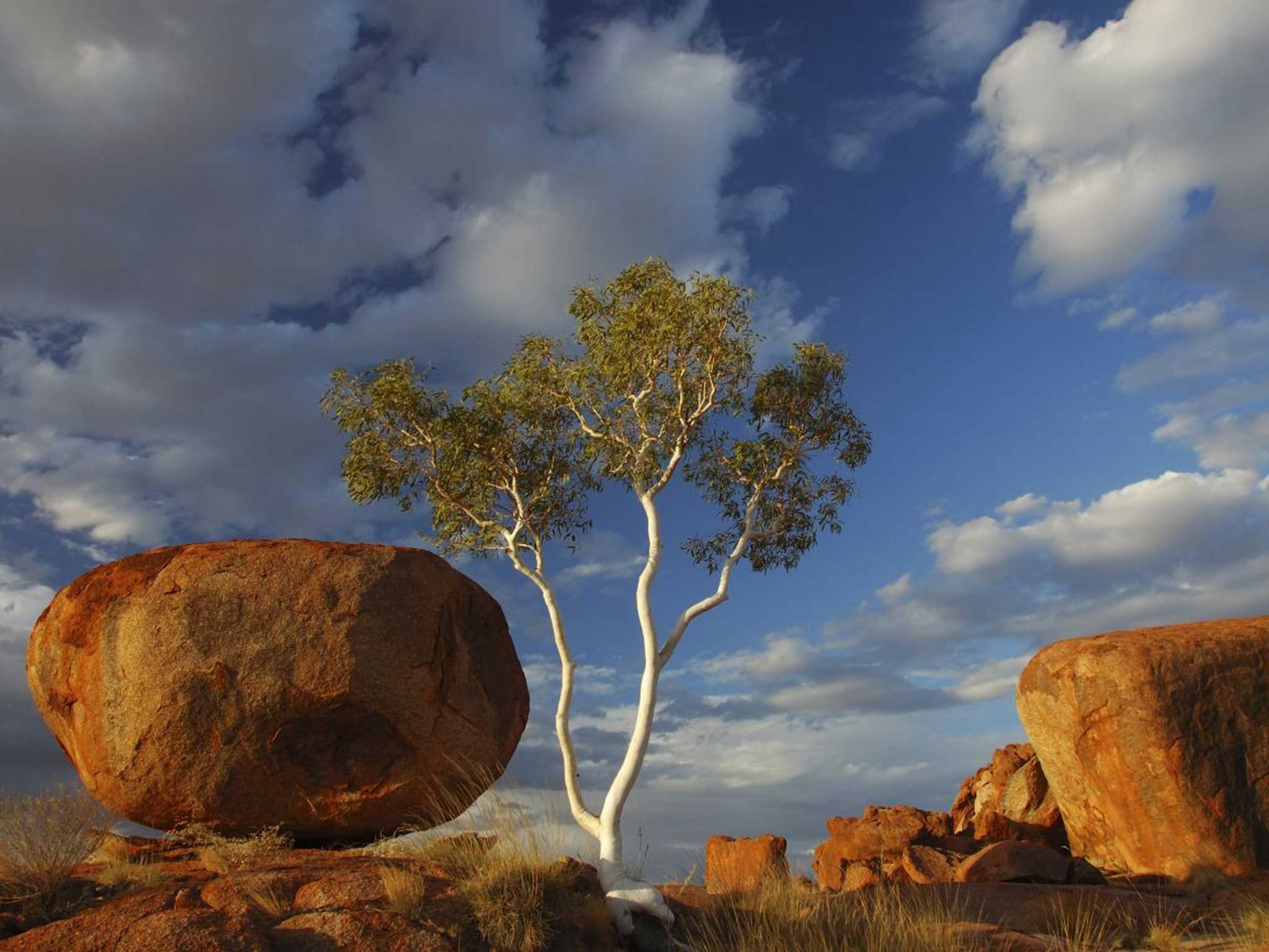 Gold leaf: eucalyptus trees have unusually deep roots; the particles are sucked up and into the foliage by hydraulic action