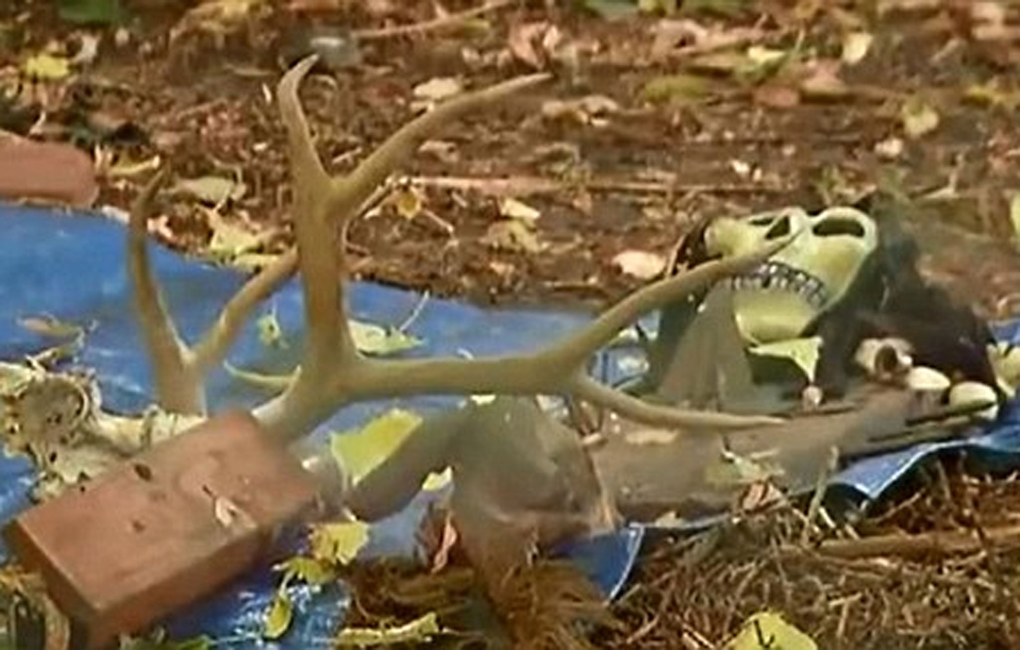 Human remains have been found alongside skeleton masks, animal horns and other sinister items in an abandoned Colorado tool shed that investigators believe was used as an improvised voodoo temple for worshipers of the occult.