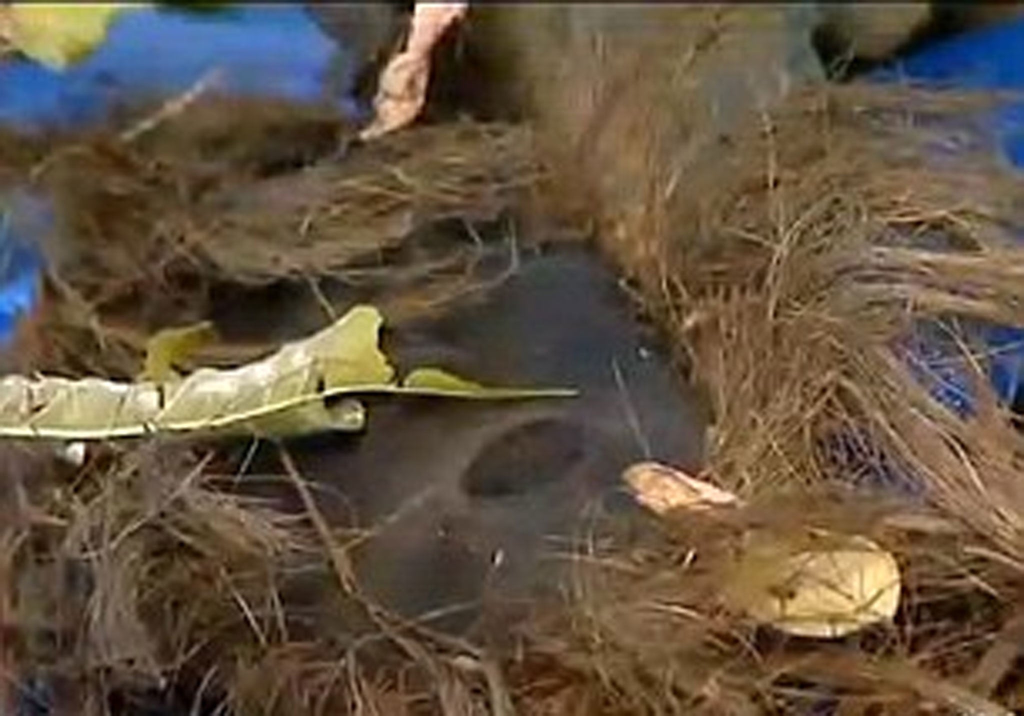 A matted brown wig found at the property