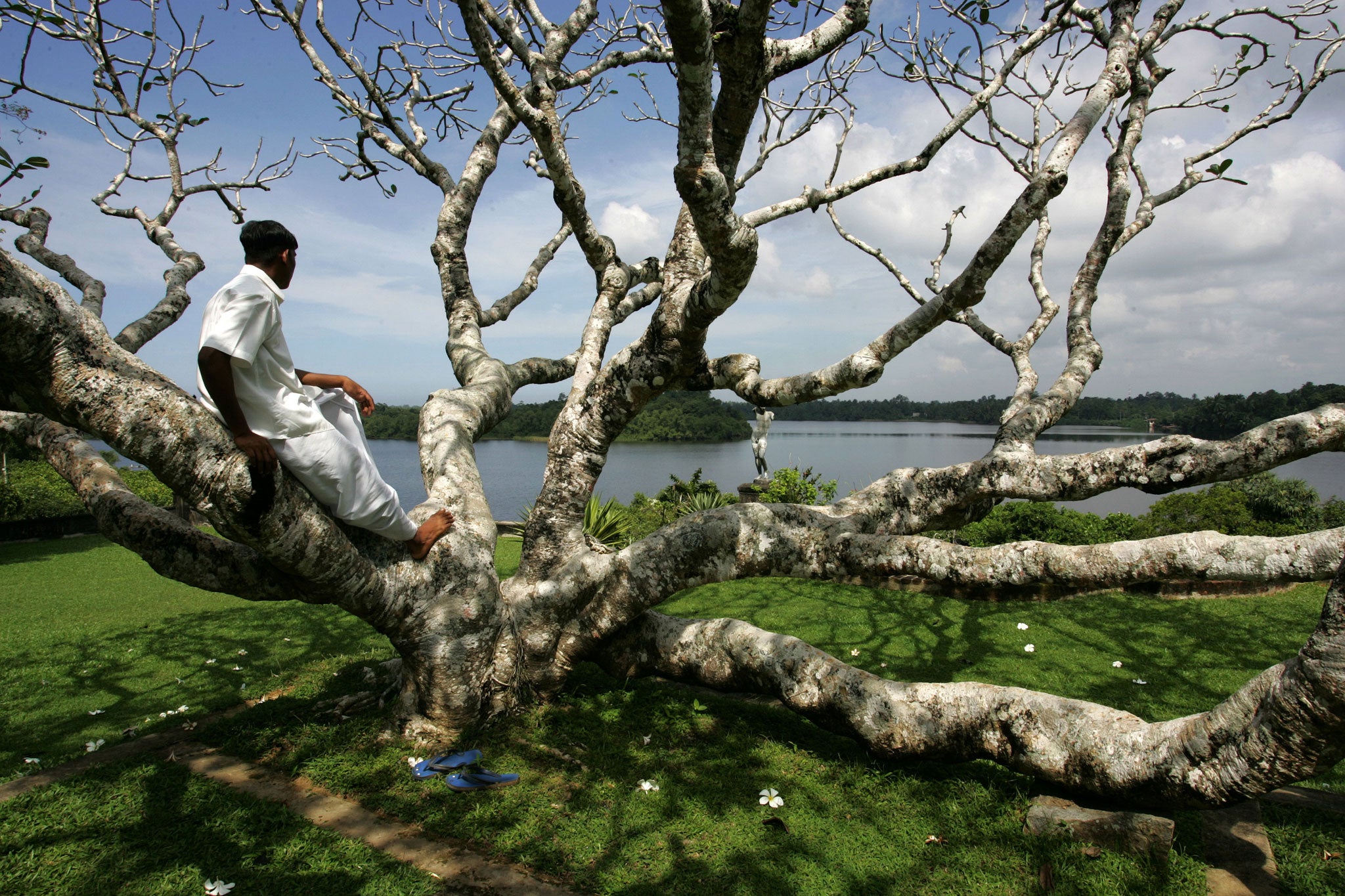 One of the frangipani trees the architect Geoffrey Bawa added to his 'garden made in a garden' at Lunuganga