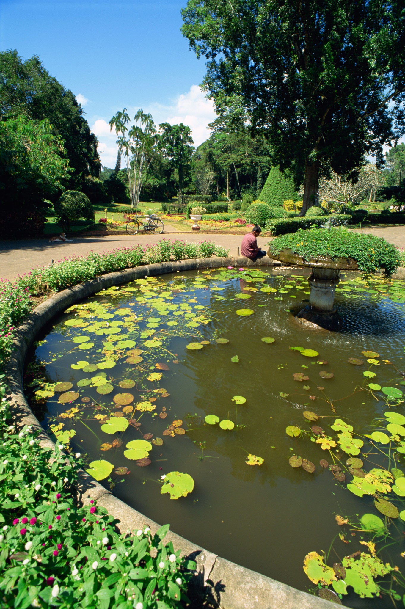 The Peradeniya Botanical Gardens lie just outside the beautiful hill town of Kandy