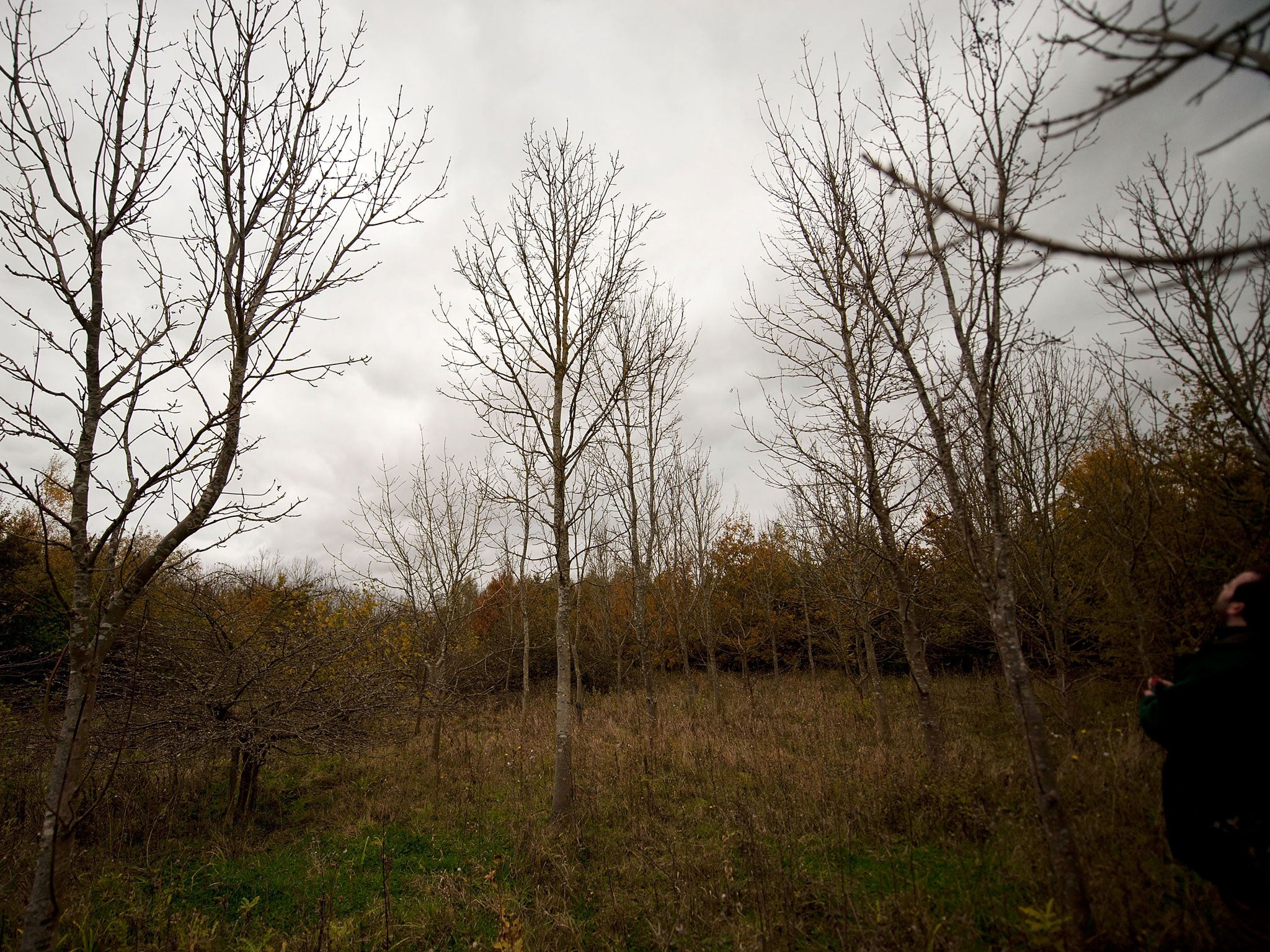 Trees being inspected for signs of ash dieback in Ipswich. Trees in a Somerset plantation have given fresh hope for survival of ash dieback