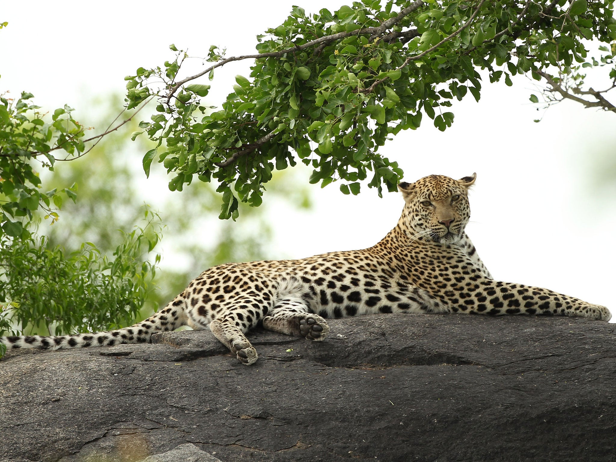 Leopards cannot change their spots, but their coat markings are highly mutagenic, meaning they can change rapidly during the course of evolution