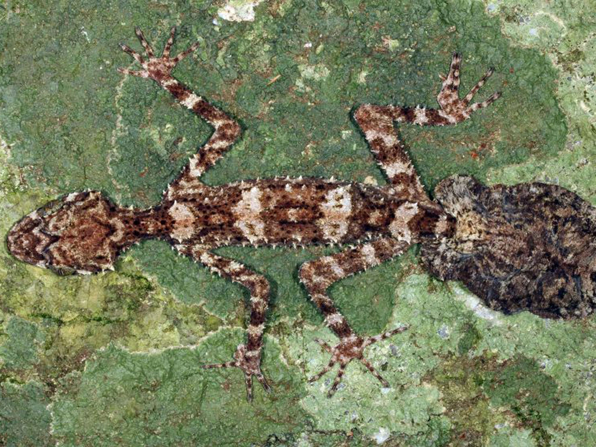 The leaf-tailed gecko