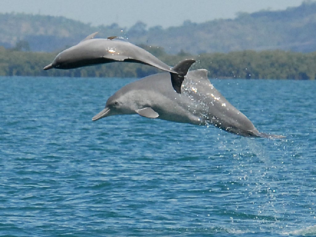 Two individual animals from an as-of-yet unnamed species of humpback dolphin in the waters off northern Australia