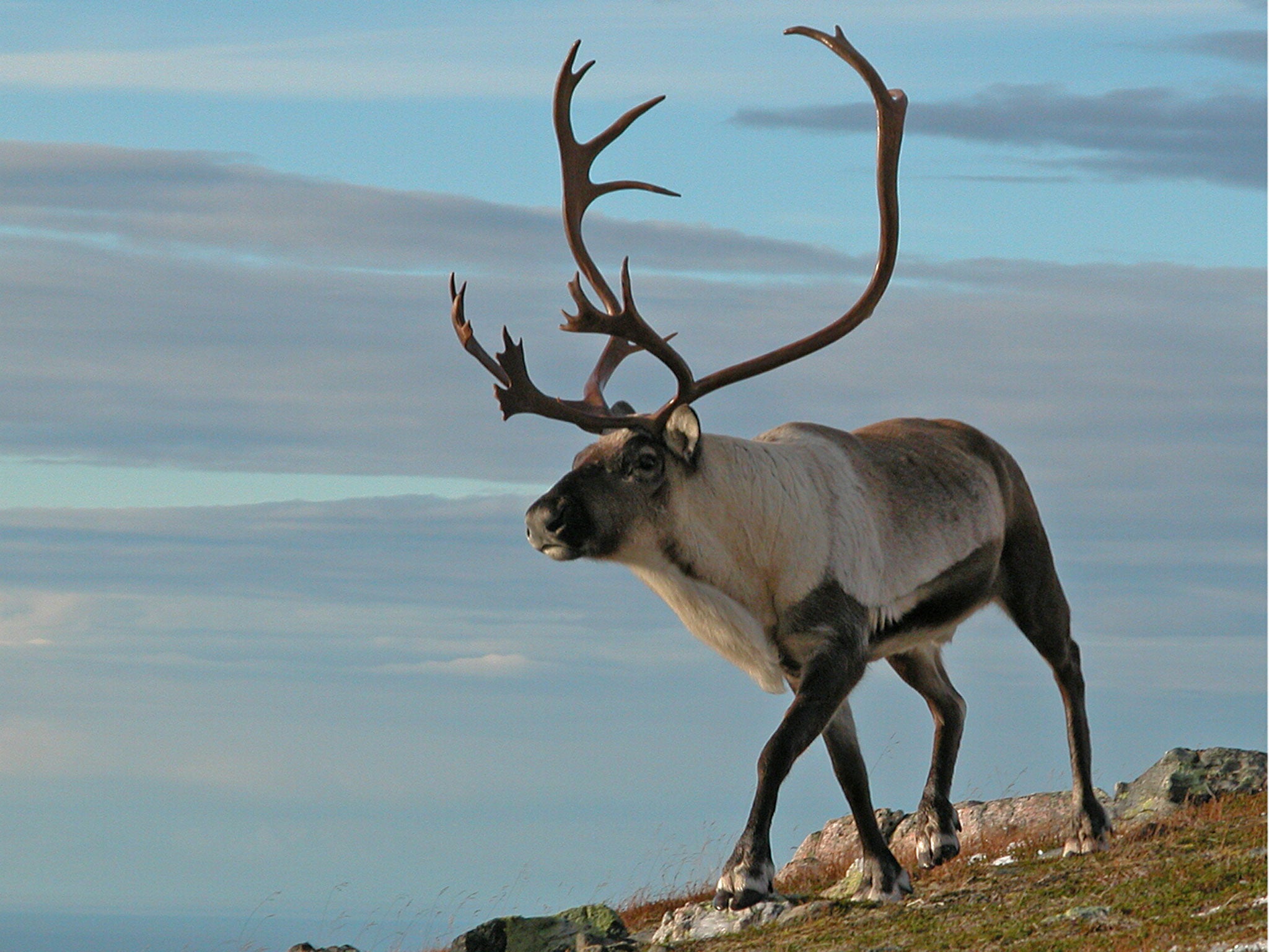 A picture of a reindeer, supplied by the team /Erling Nordoy