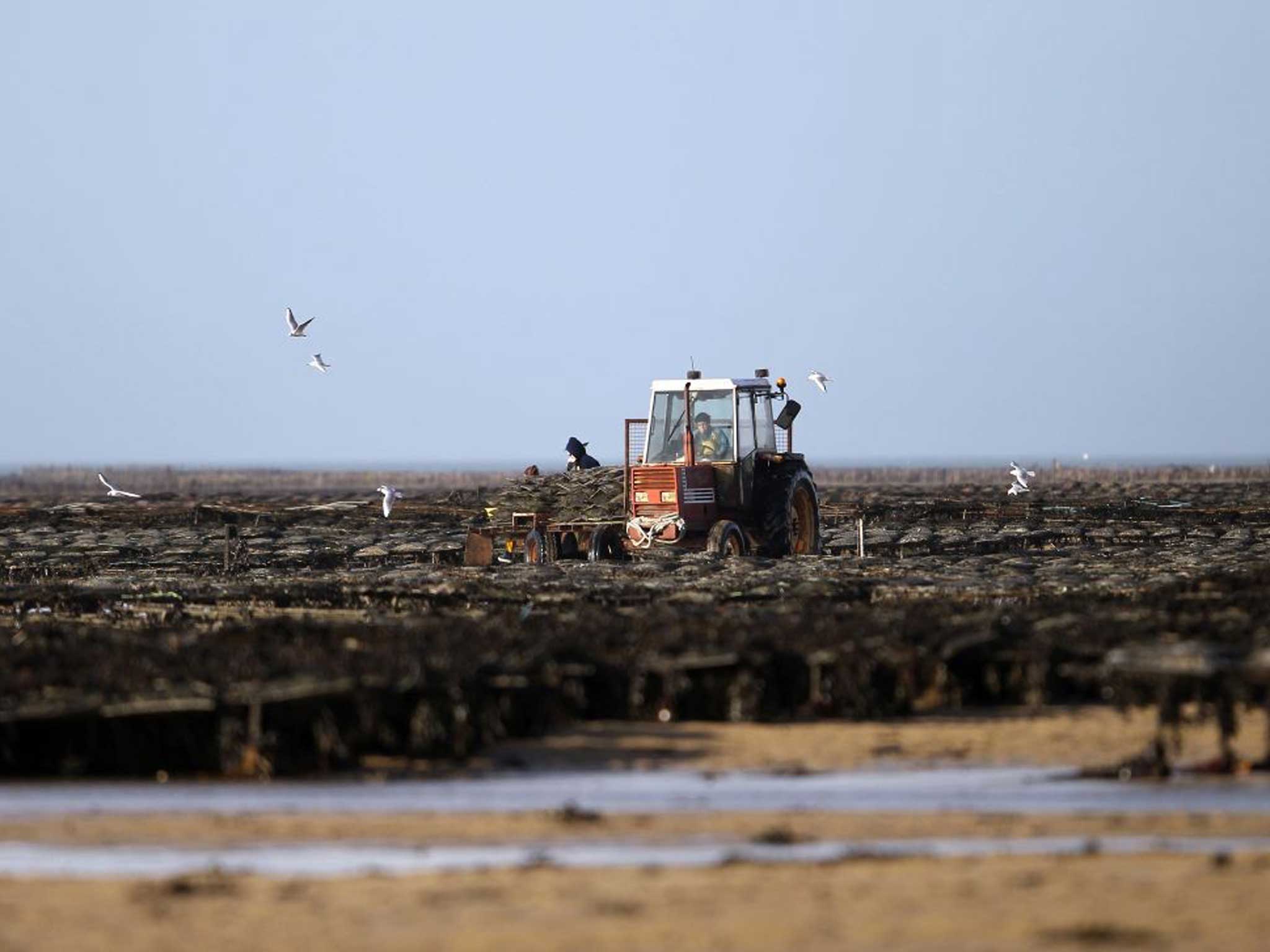 Oysters are farmed in France