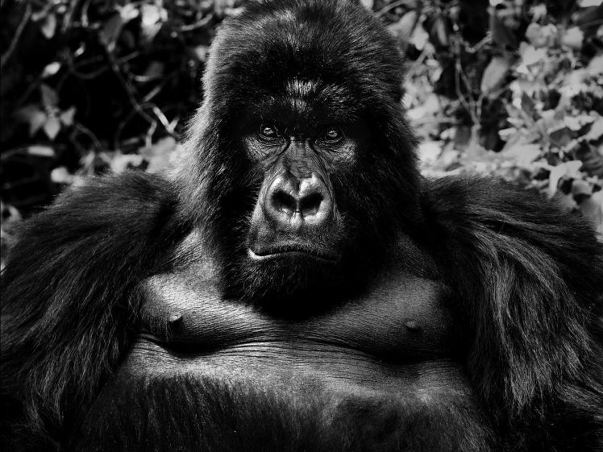 Photograph of a razorback gorilla, featured in David Yarrow's his new book, Encounter.