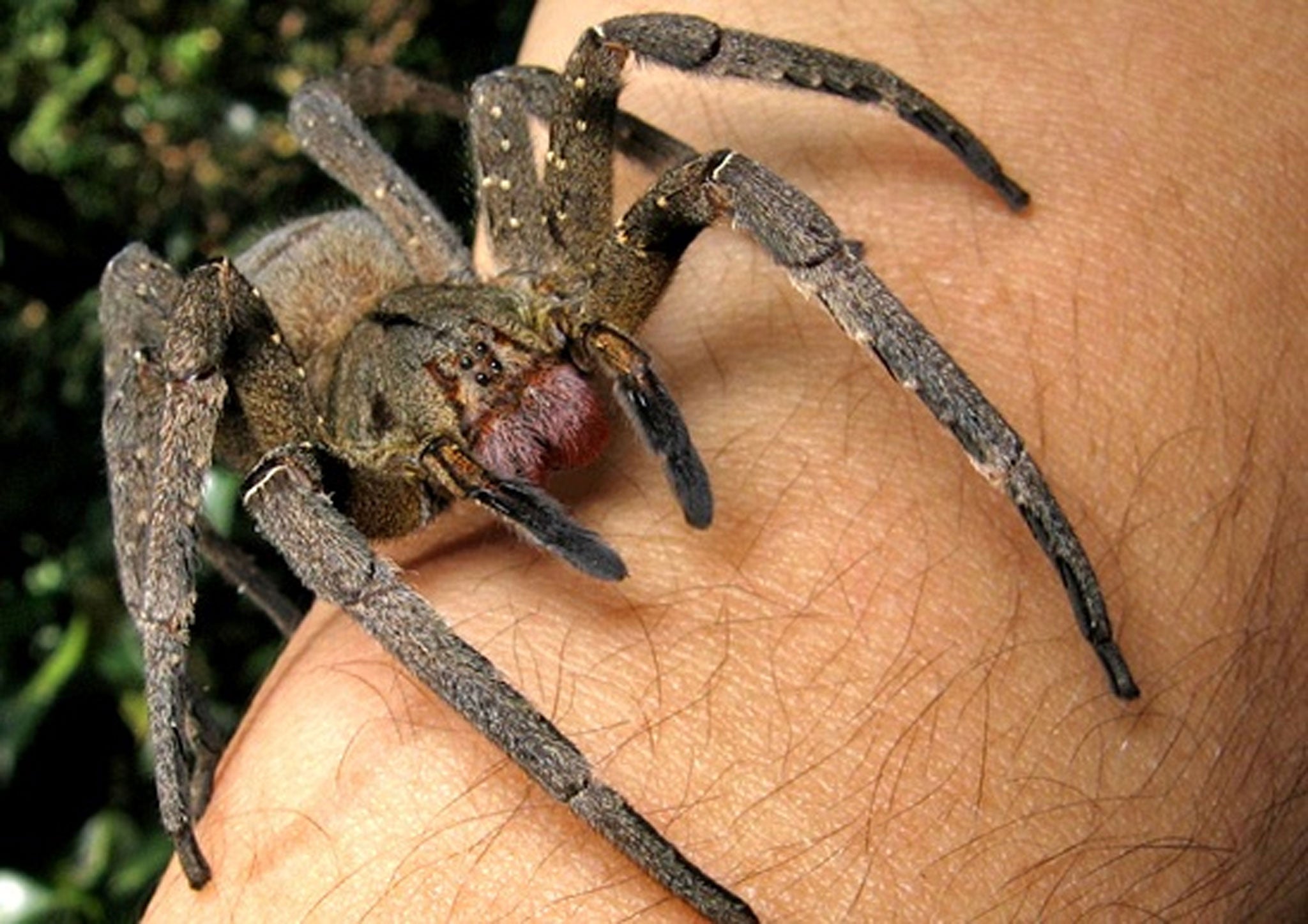 A Brazilian wandering spider