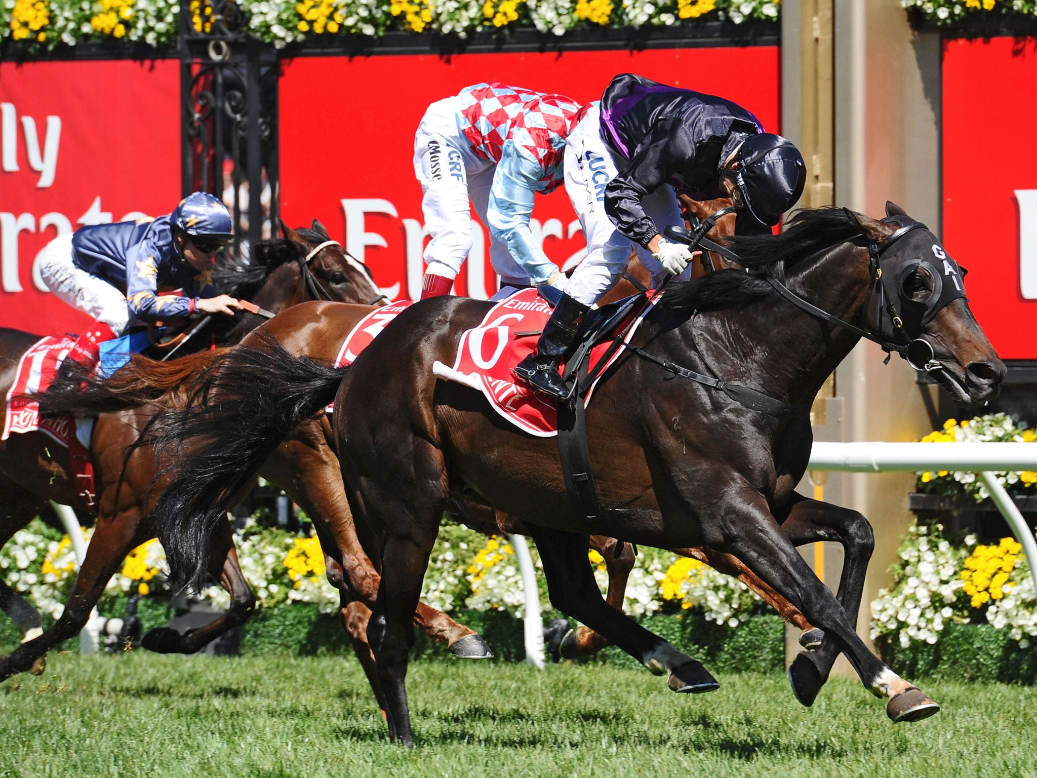 Fiorente wins the 2013 Melbourne Cup