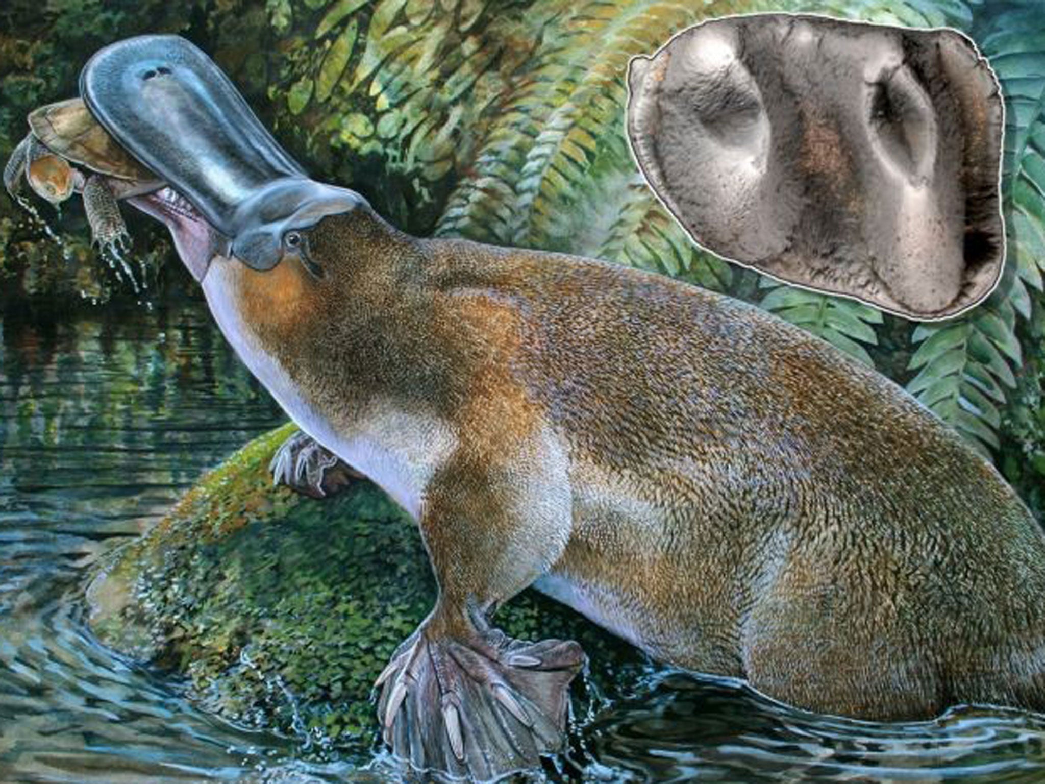 A giant extinct species of the platypus with powerful teeth has been discovered in Australia, with a scientist on November 5, 2013 describing the duck-billed water animal as a "Godzilla" like monster.