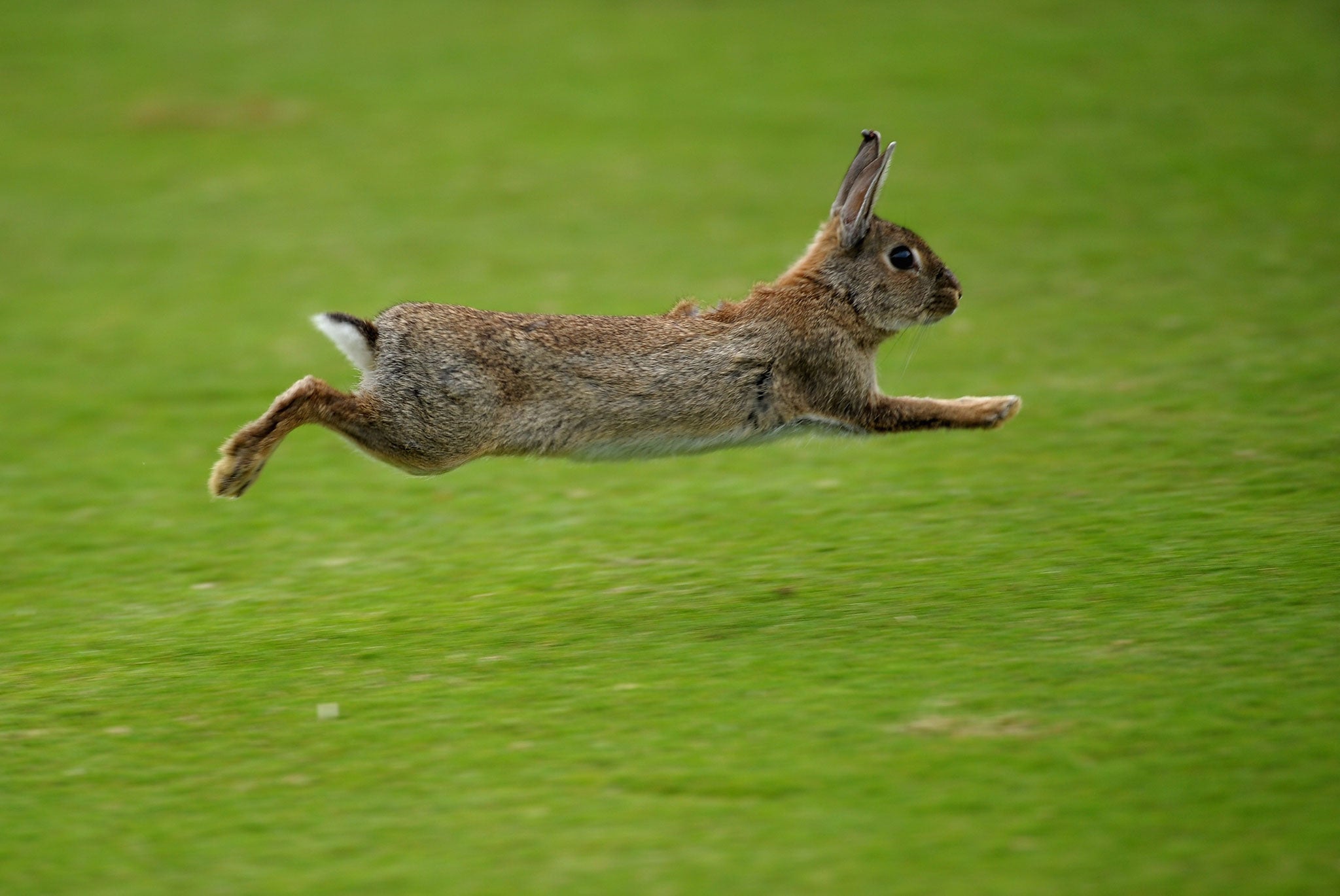 A group of rabbits made the extraordinary discovery