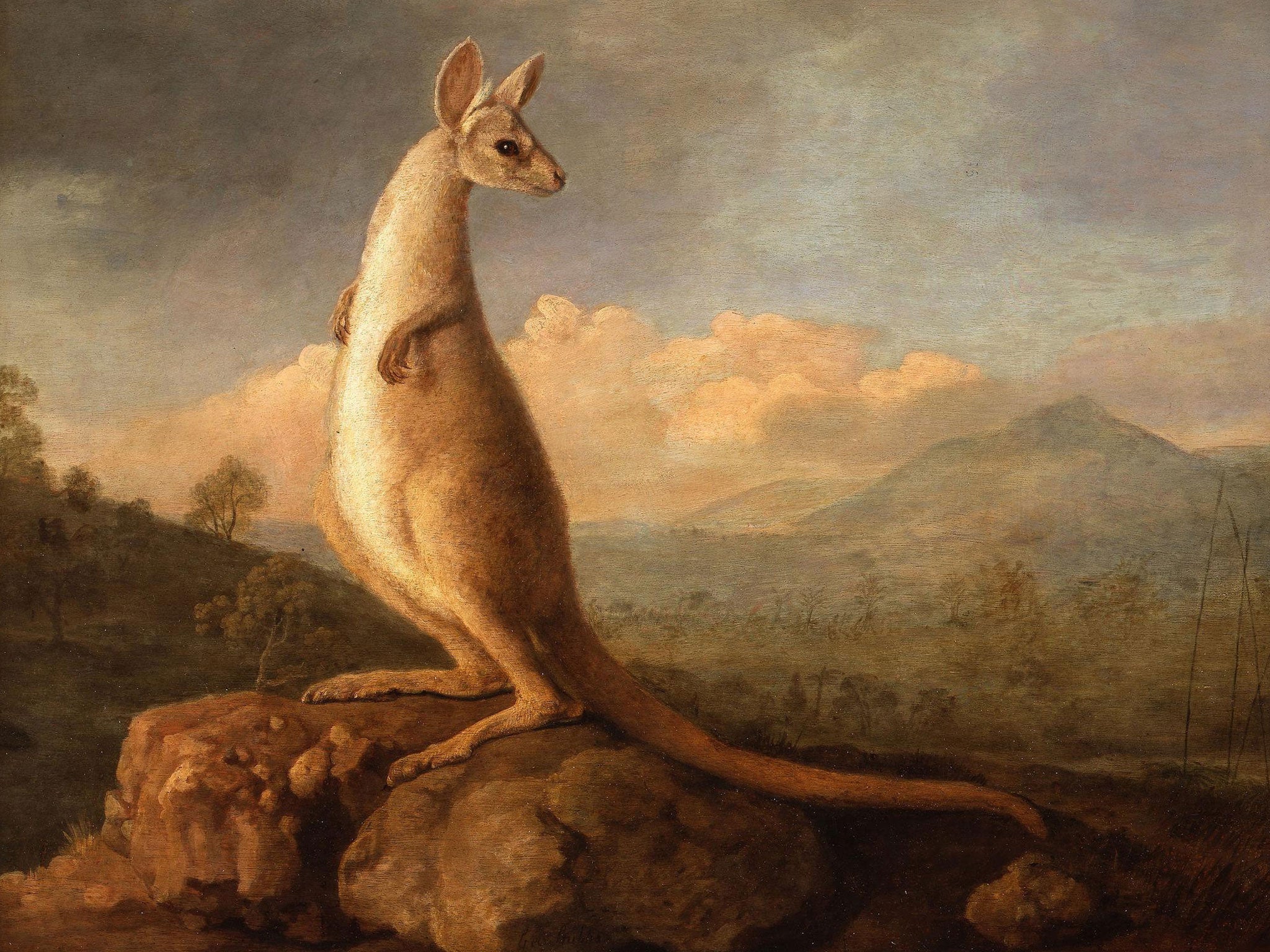 George Stubbs's painting of a kangaroo, "The Kongouro From New Holland", which gave the British public their first glimpse of a kangaroo