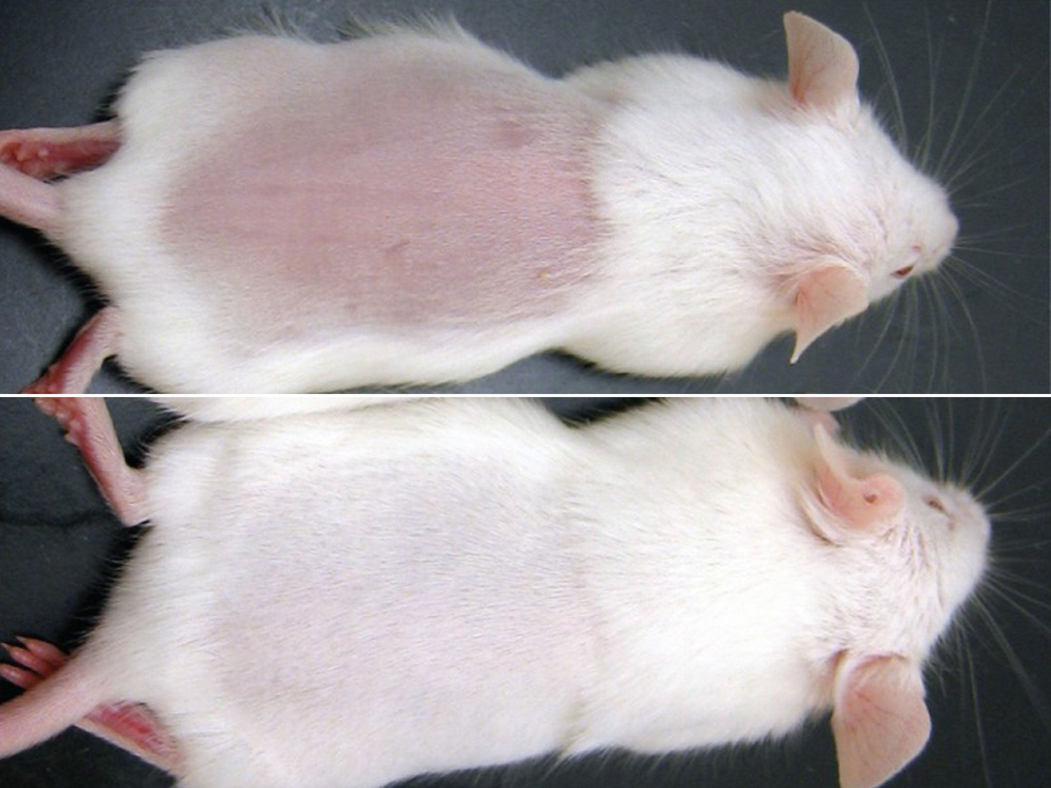 Top: When gene is not activated. Bottom: Tissue regrowth shown when gene activated