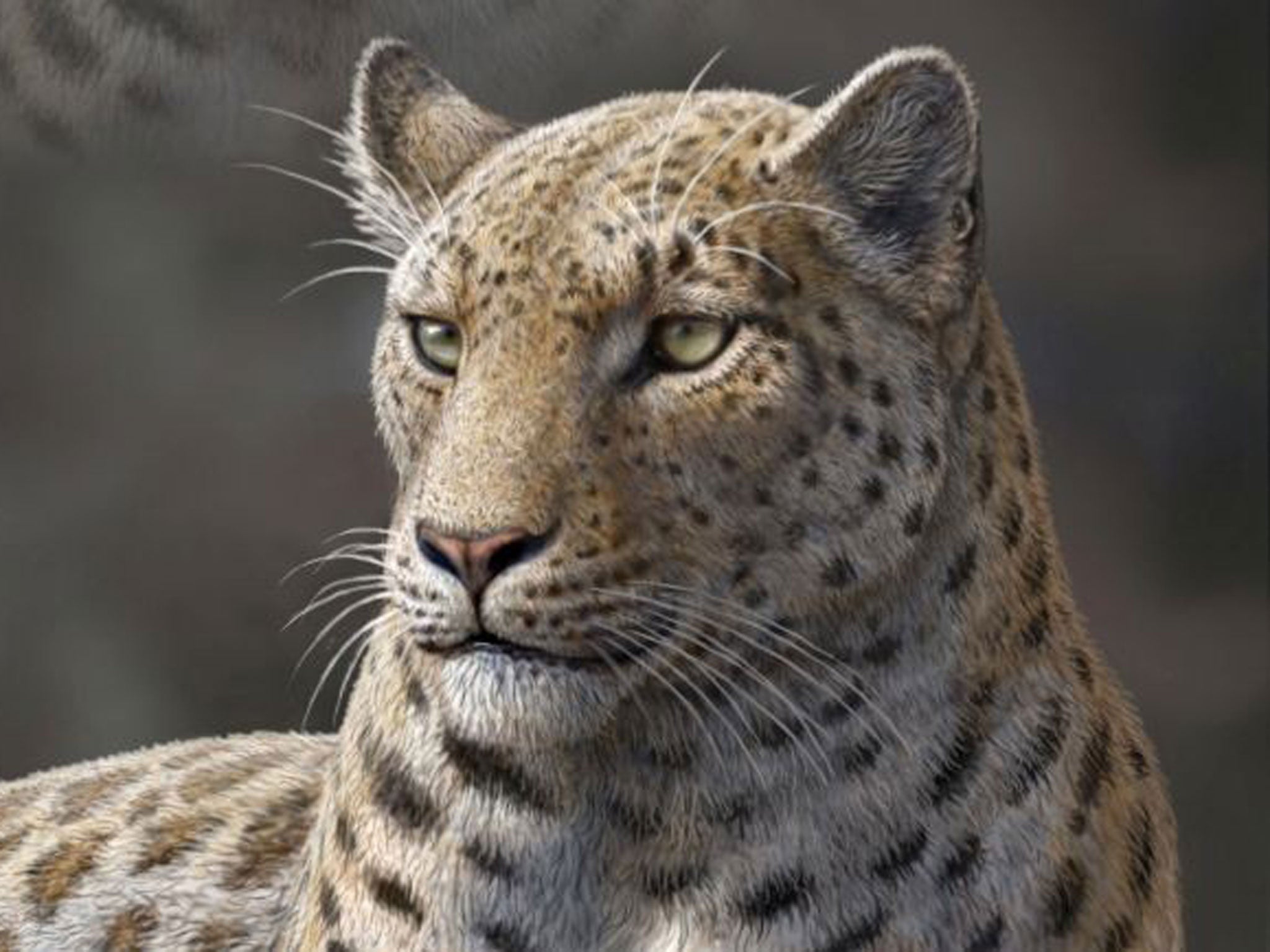 This artist rendering shows a reconstruction of extinct big cat, Panthera blytheae, based on skull CT scan data