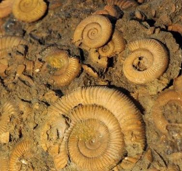 Ammonite fossils - considerably younger creatures than those found in Australia