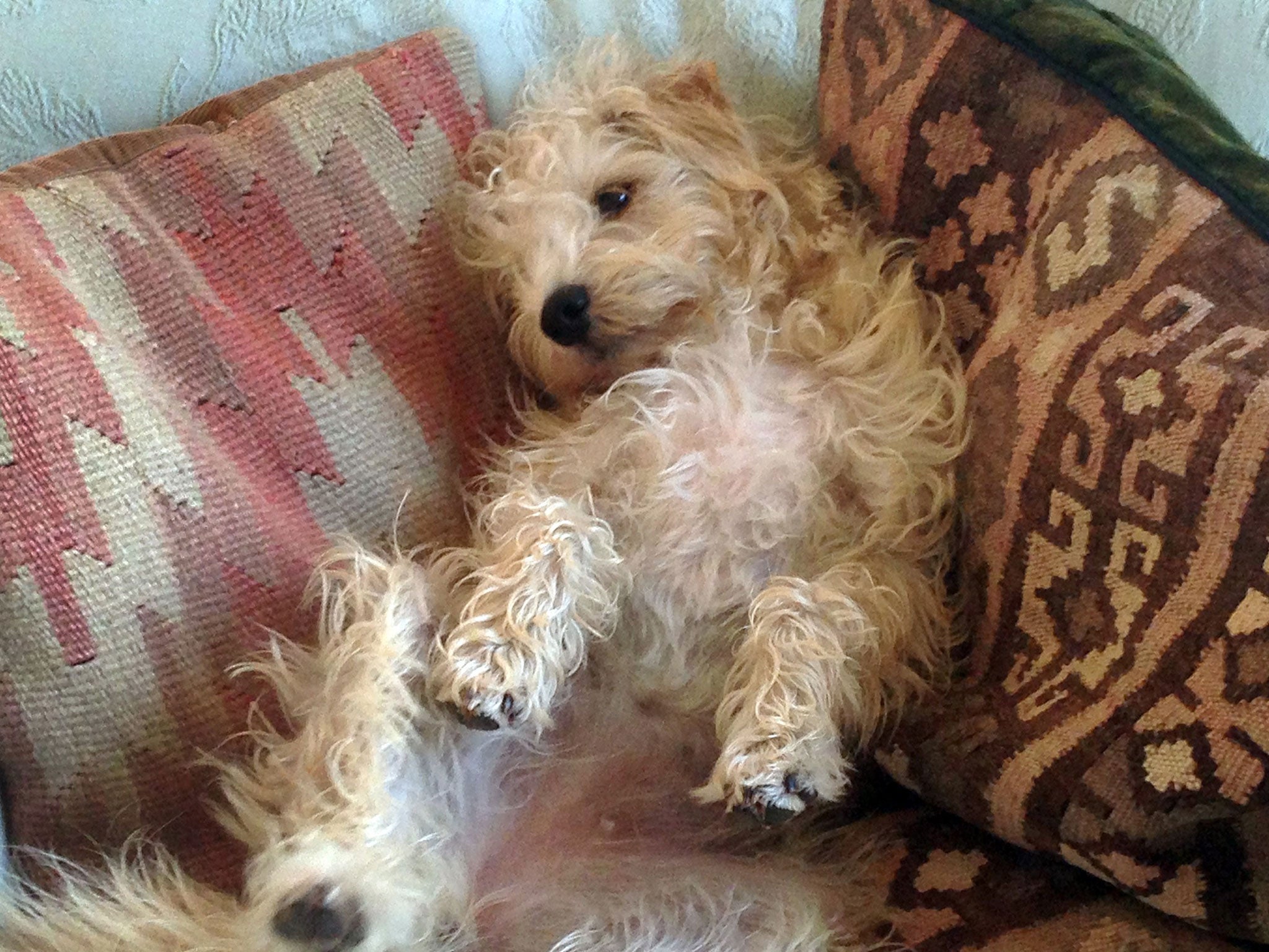 'Scout' relaxing at her home......Dogs were domesticated as long as 30,000 ago and came from packs of wolves befriended by hunter gatherers in Europe