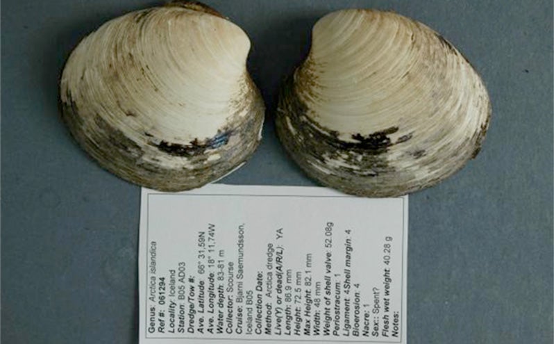 Ming the clam (Credit: Bangor University)