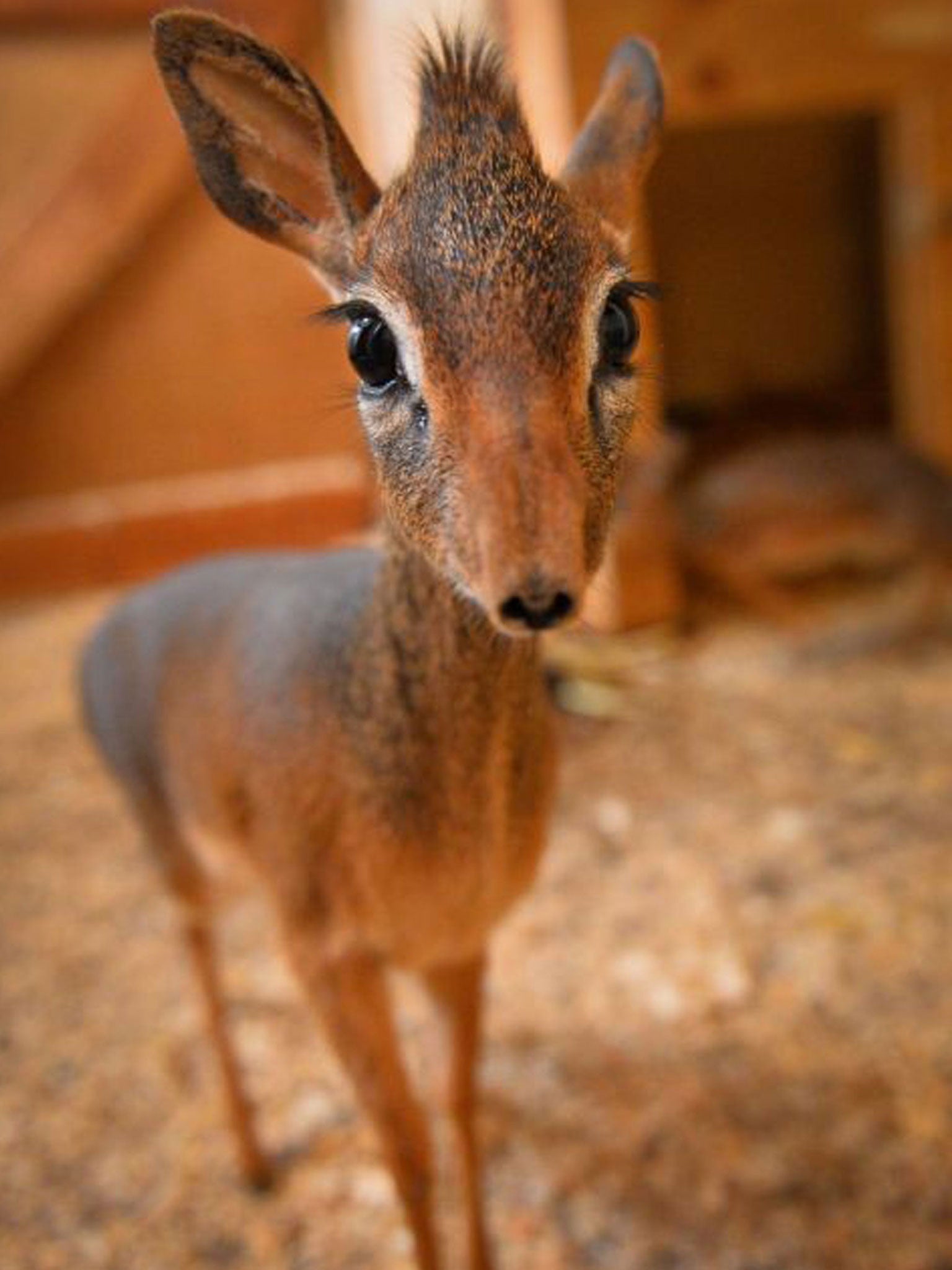 Neo, who was rejected by its mother at Chester Zoo, is being helped along by its elder sister named Aluna, who was also rejected by the mother.