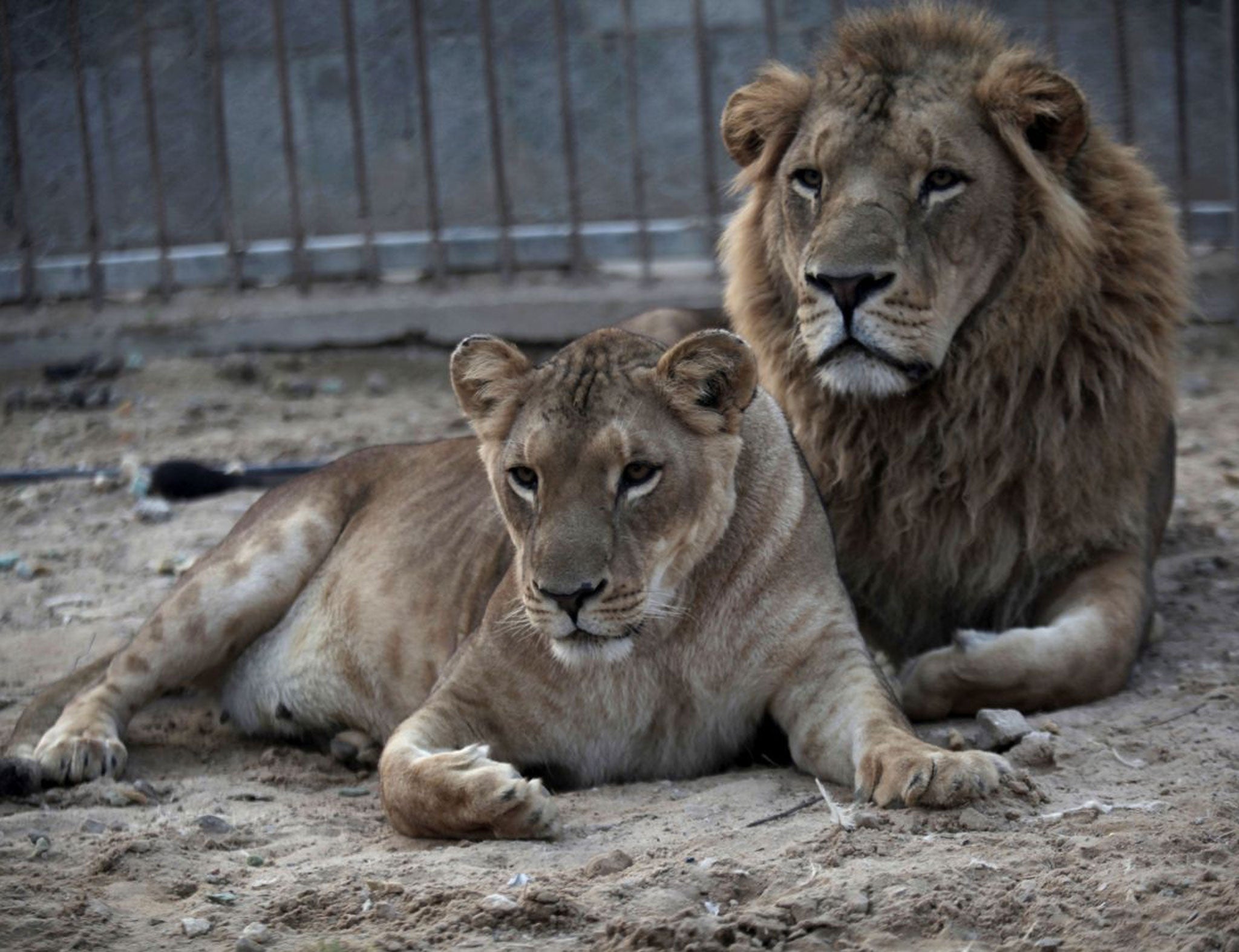 The African lions who gave birth to Fajr and Sjel