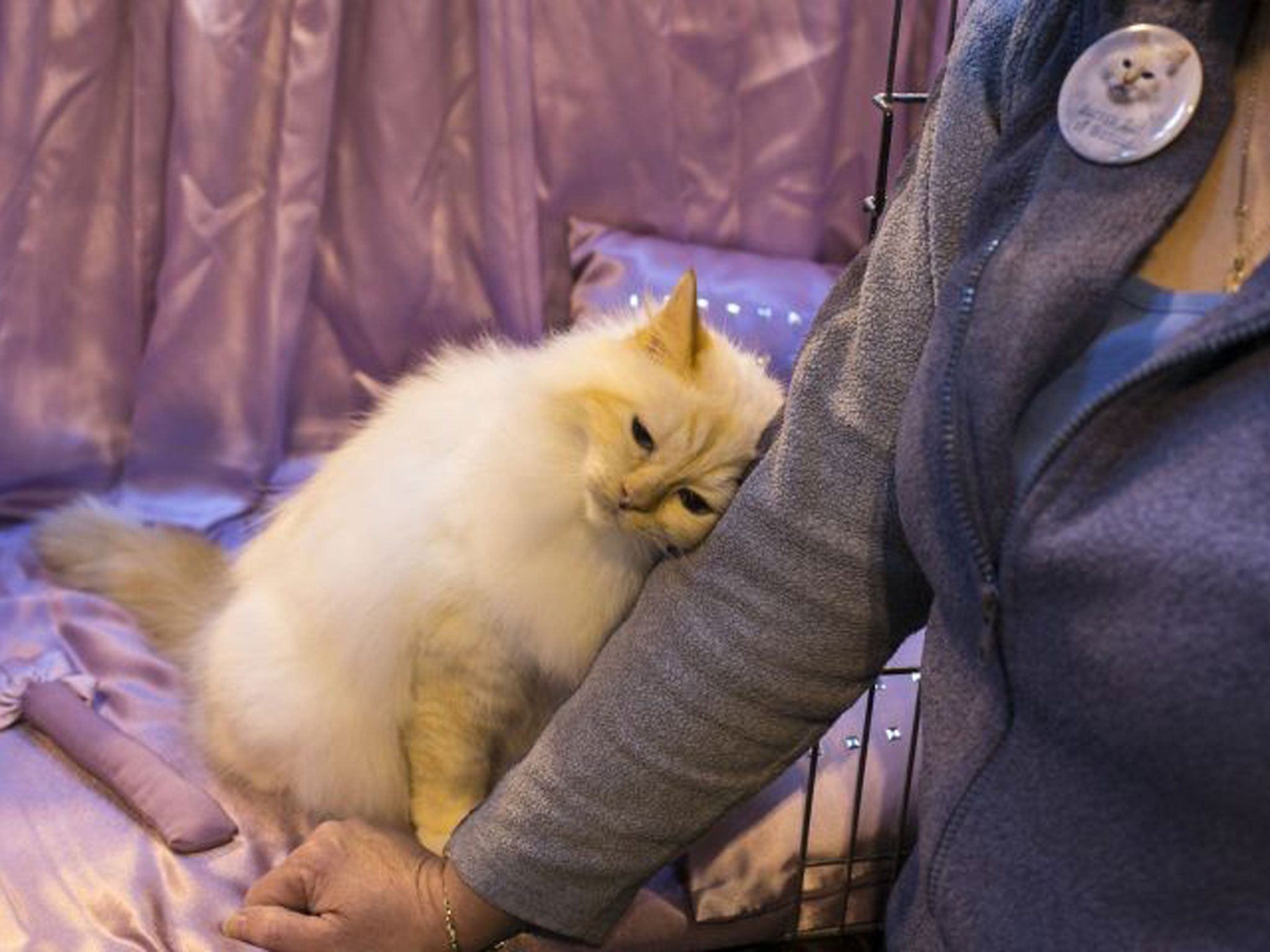 A cat snuggles up to its owner as he waits to be judged at the Governing Council of the Cat Fancy's 'Supreme Championship Cat Show' at the NEC Arena in Birmingham