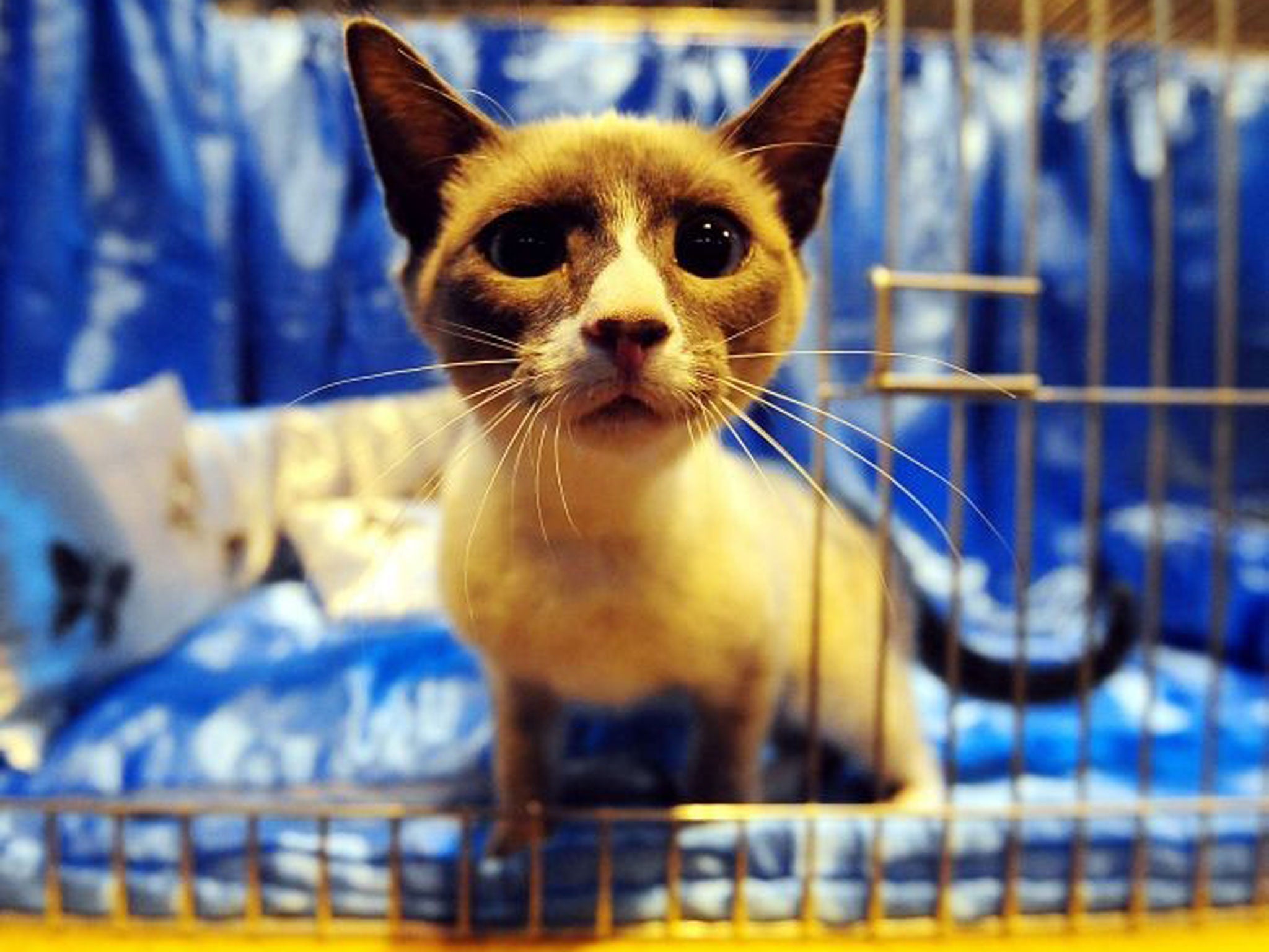 George, a Snowshoe, awaits judging at The Supreme Cat Show in Birmingham