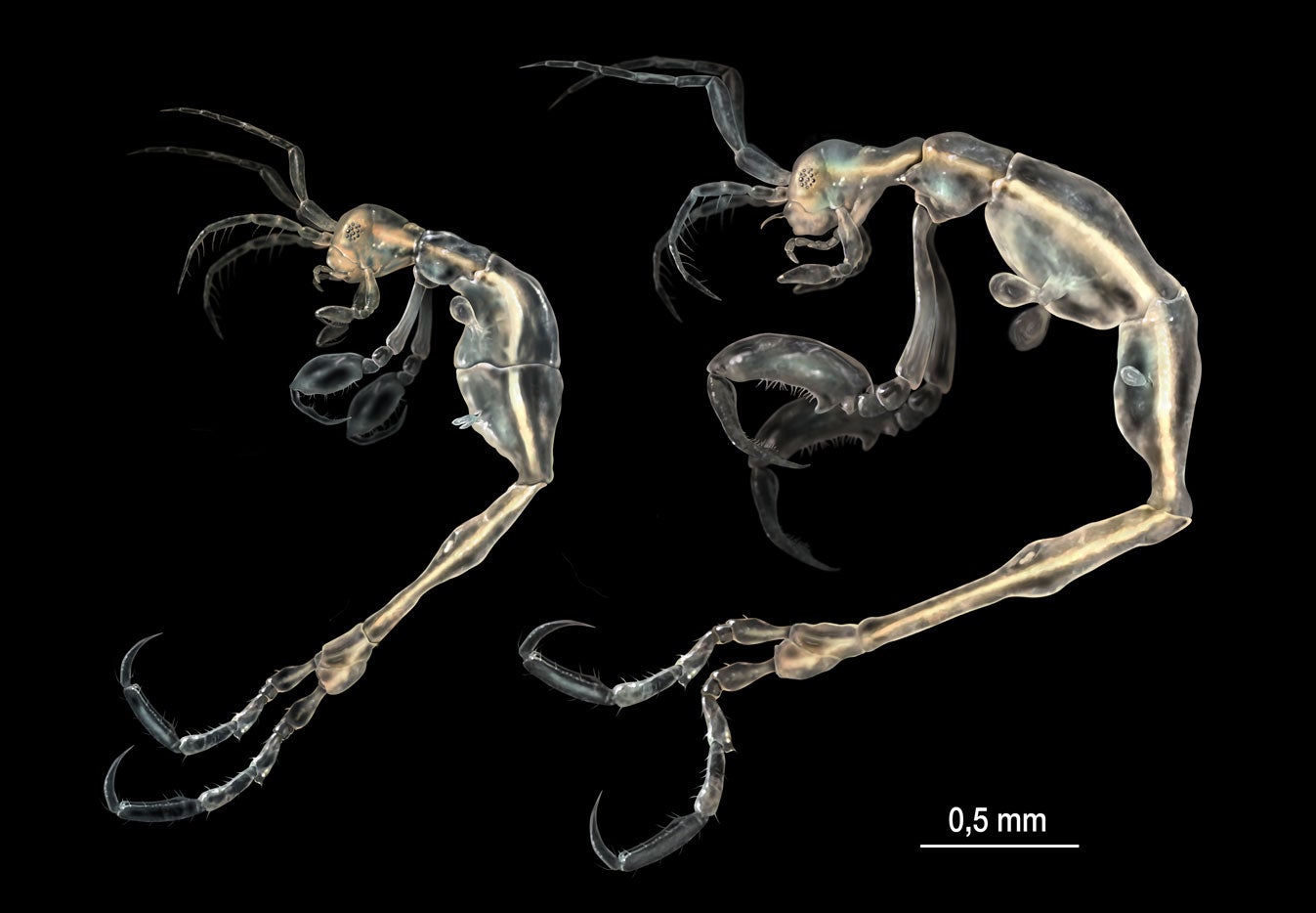 (L-R) The female and male liropus minusculus.