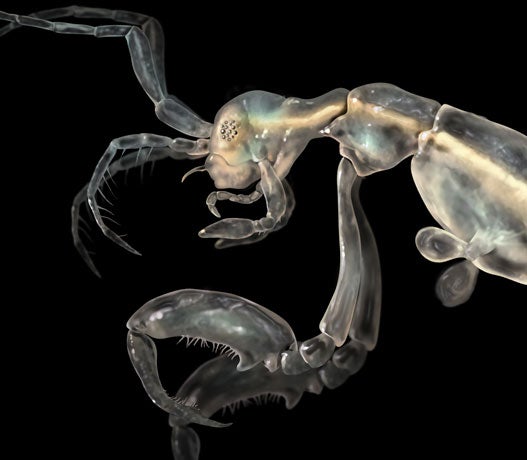 A closer look at the male's antennae, head and claws.