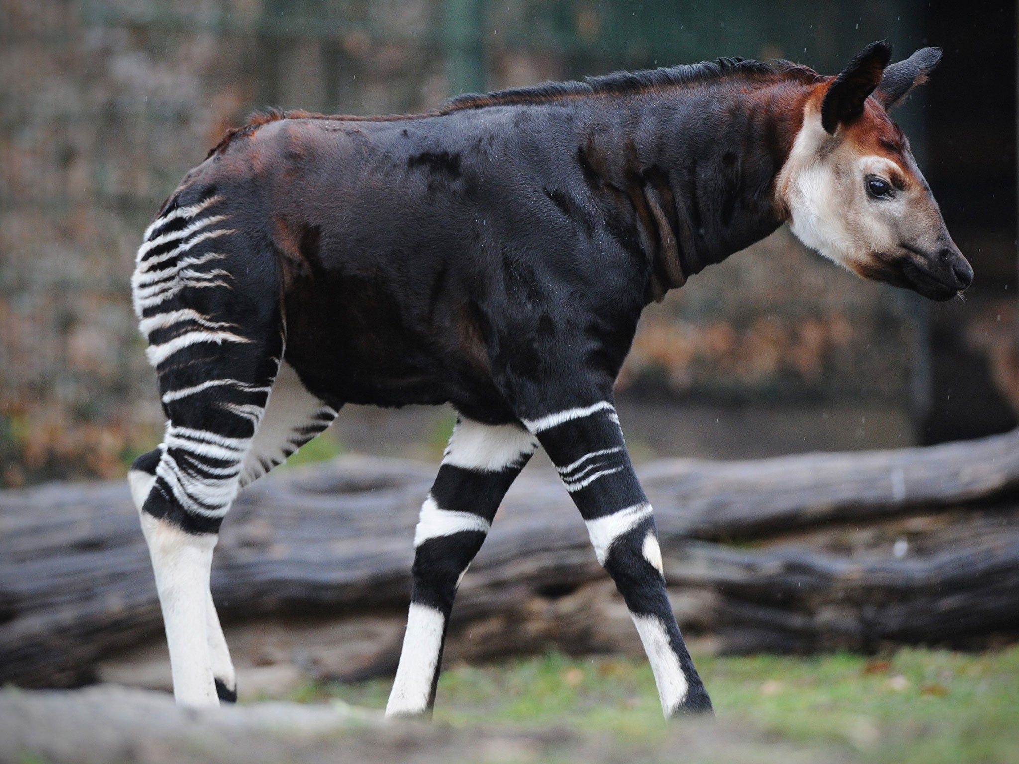 The okapi is a national symbol in Congo