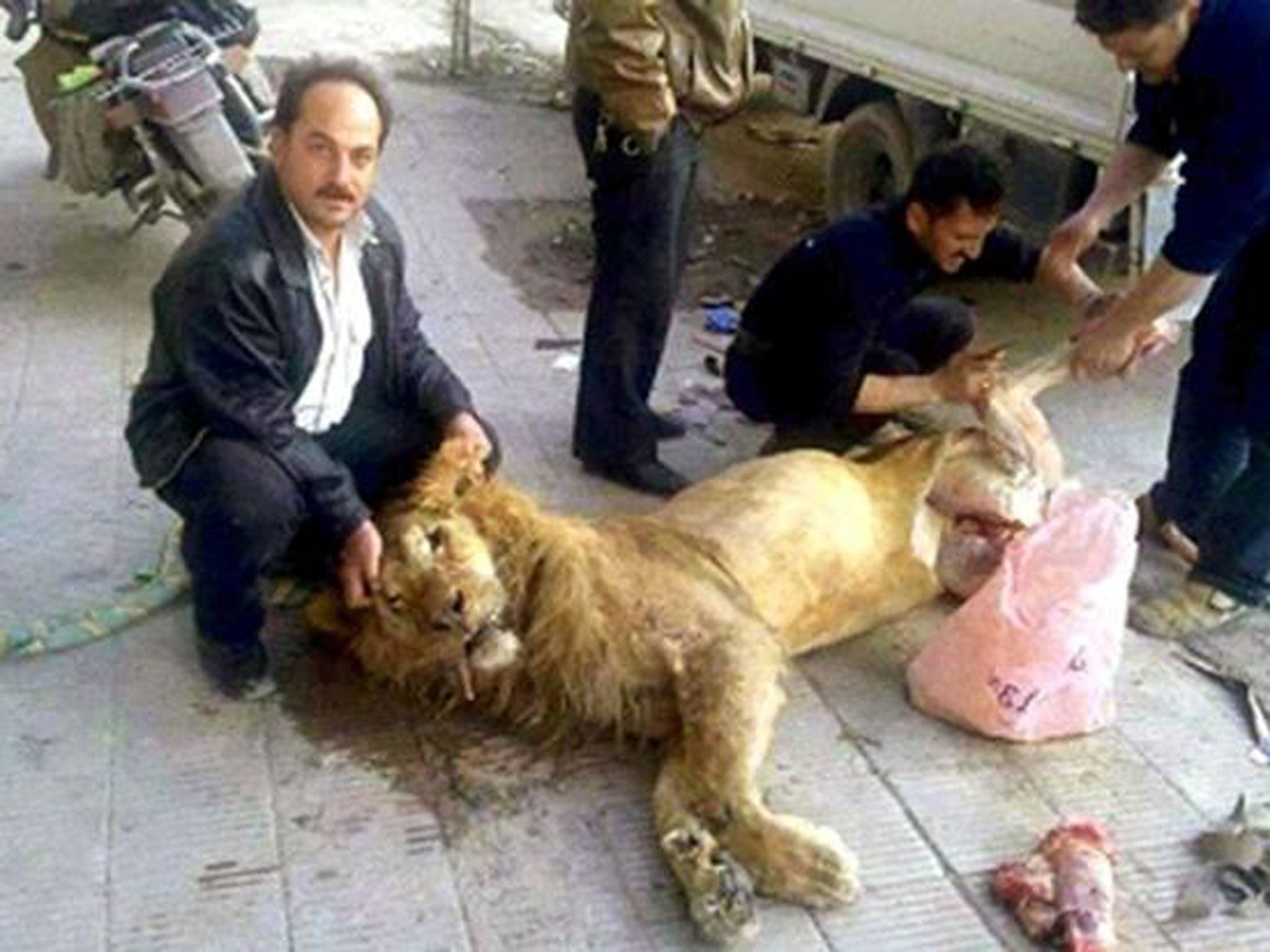 The picture allegedly shows starving rebels killing a zoo lion to eat