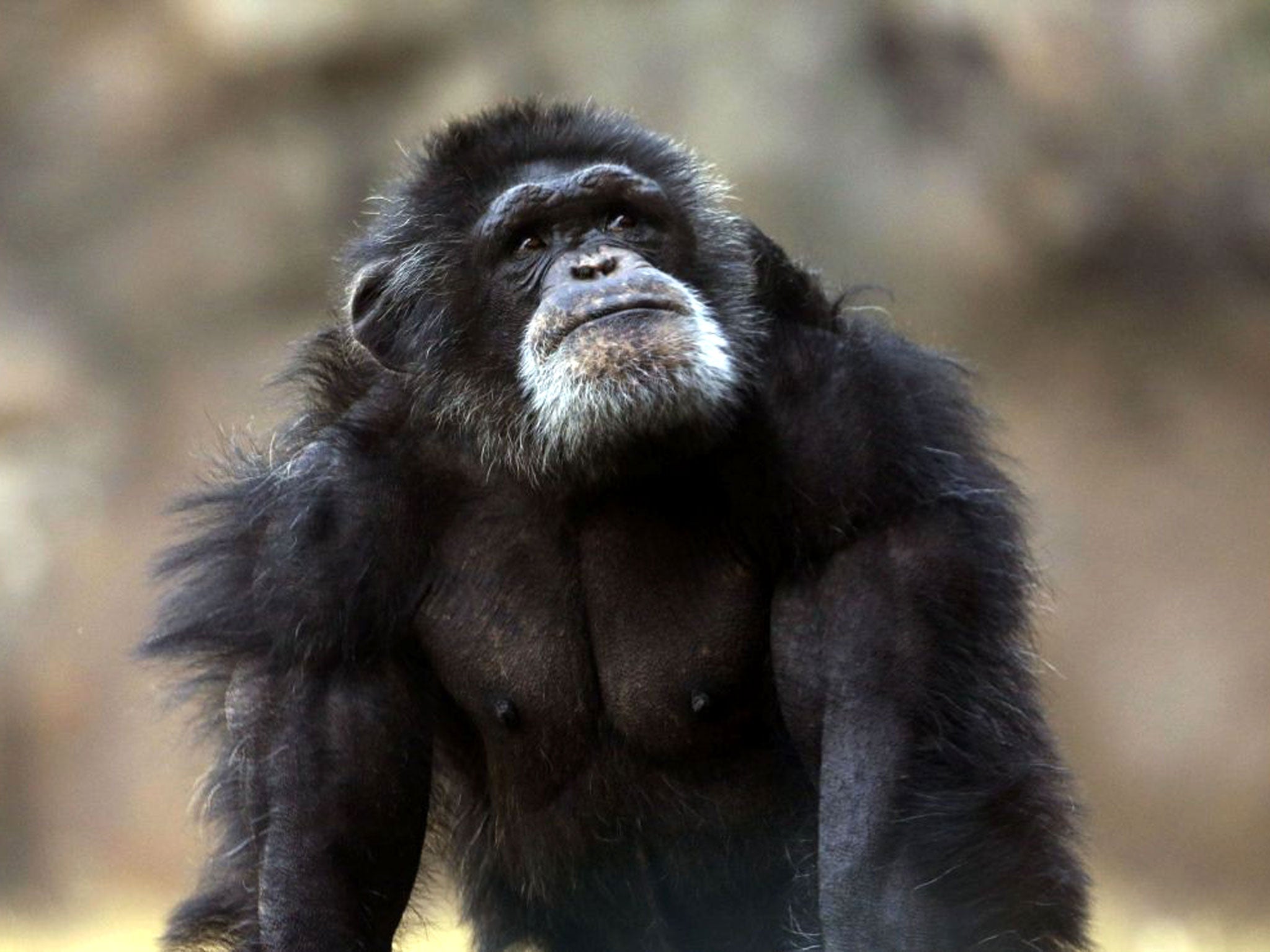 File image: An animal rights group is demanding that chimpanzees be considered 'legal persons'