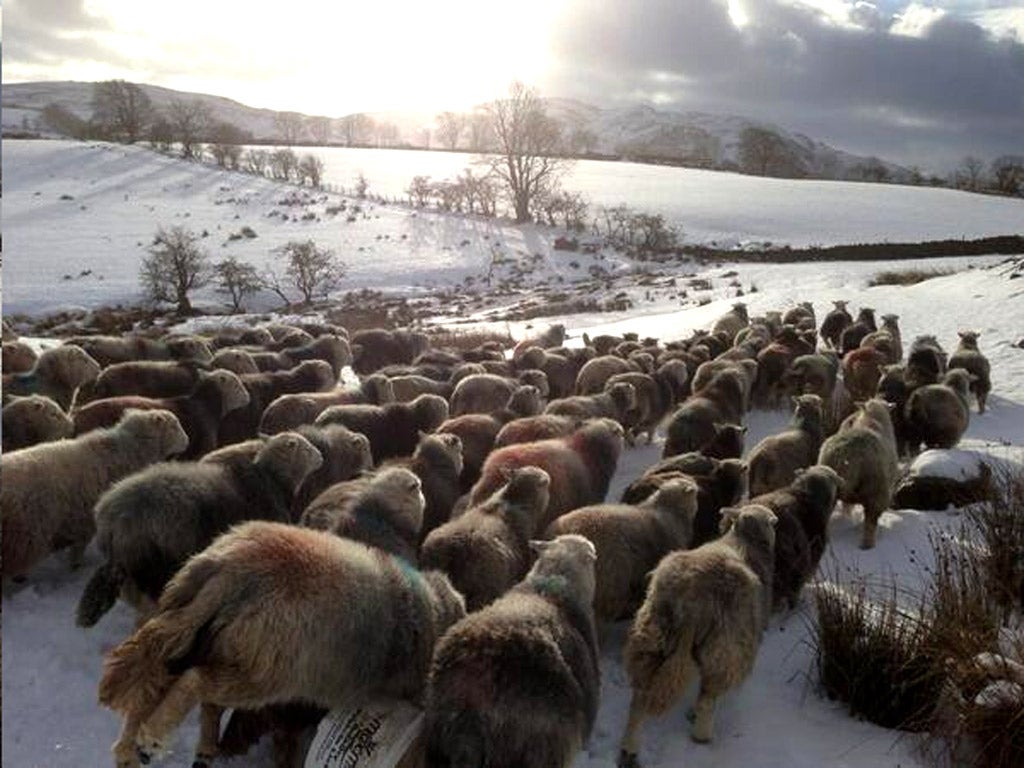 One man and his blog: Herdyshepherd’s flock
