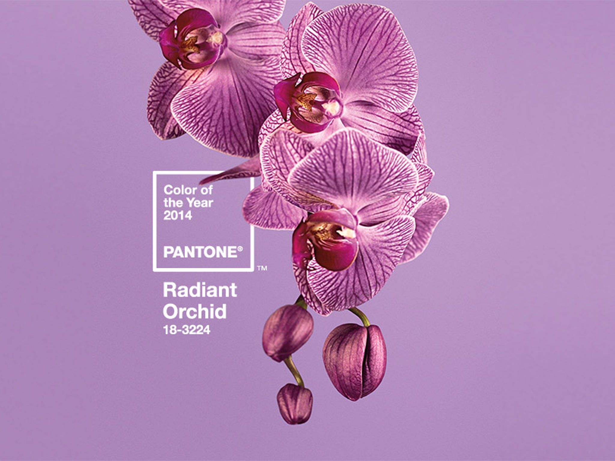 Radiant Orchid: The colour of 2014 according to Pantone