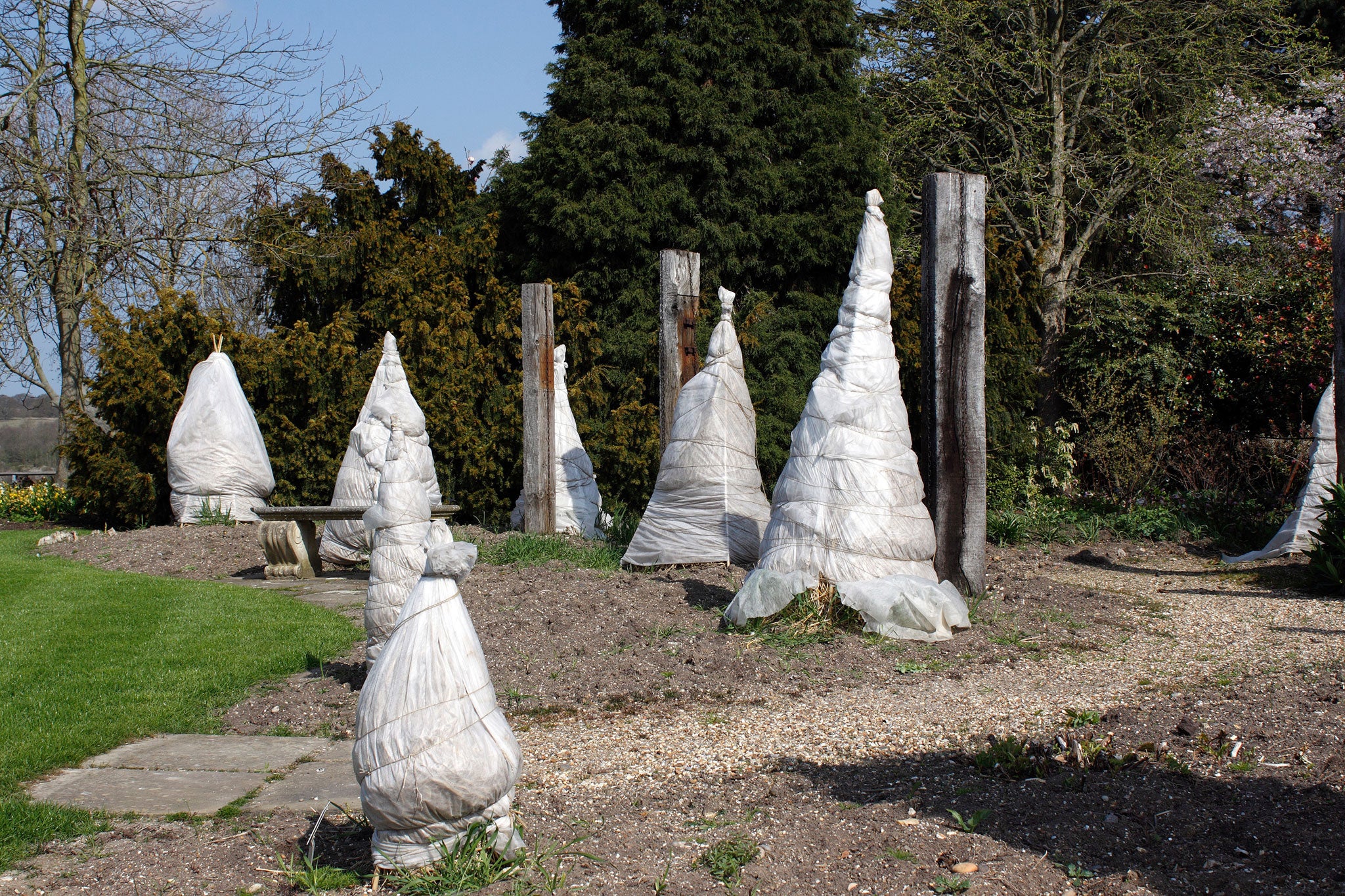 Frost-protected plants wrapped in fleece