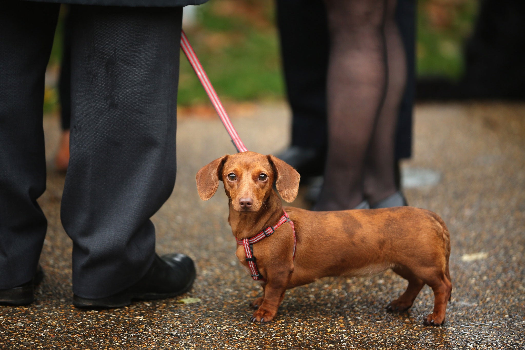 A Miniature Dachshund stands amongst participants during the Westminster Dog of The Year