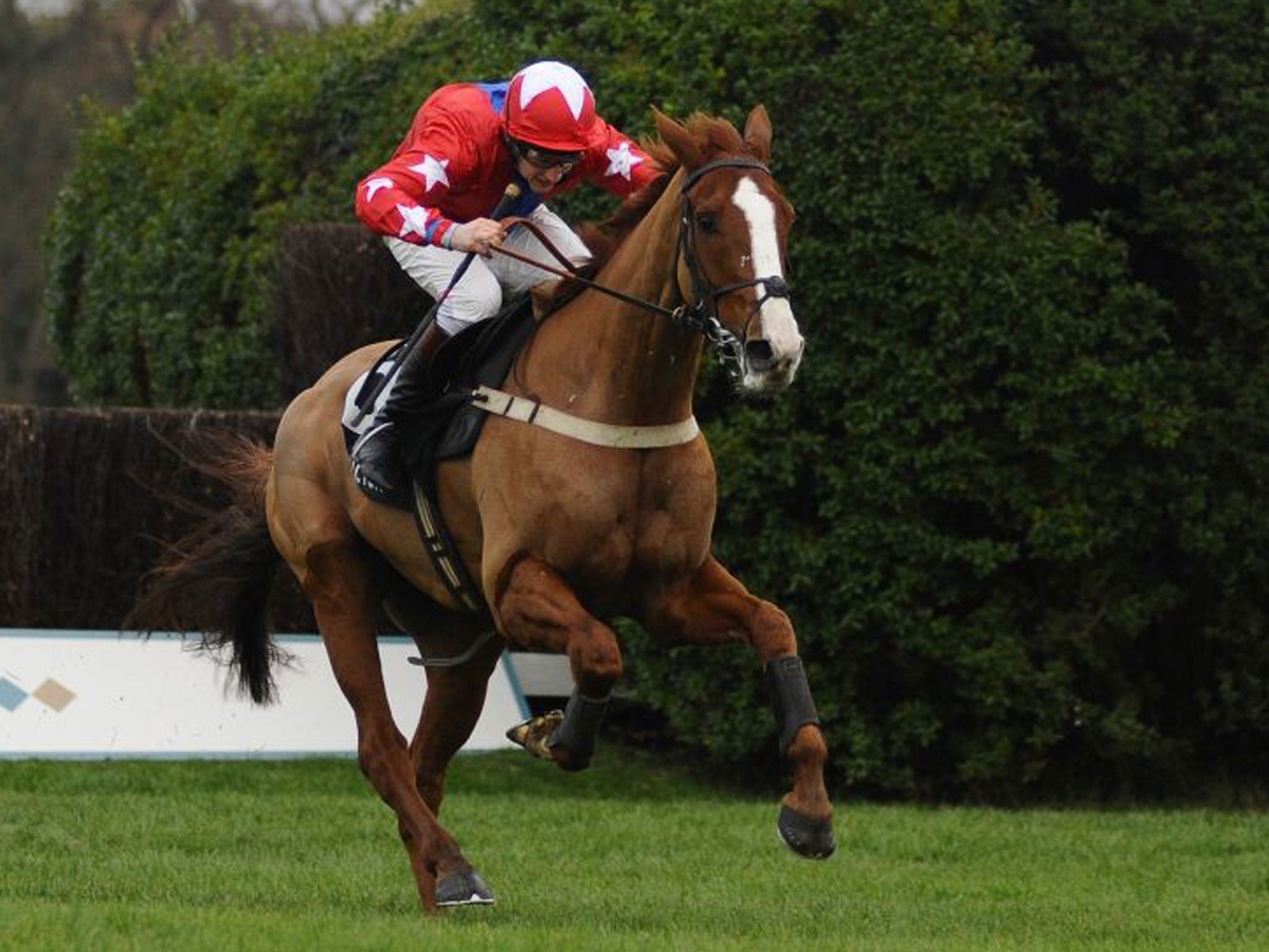 Star burst: Sire De Grugy takes the Tingle Creek Chase at Sandown