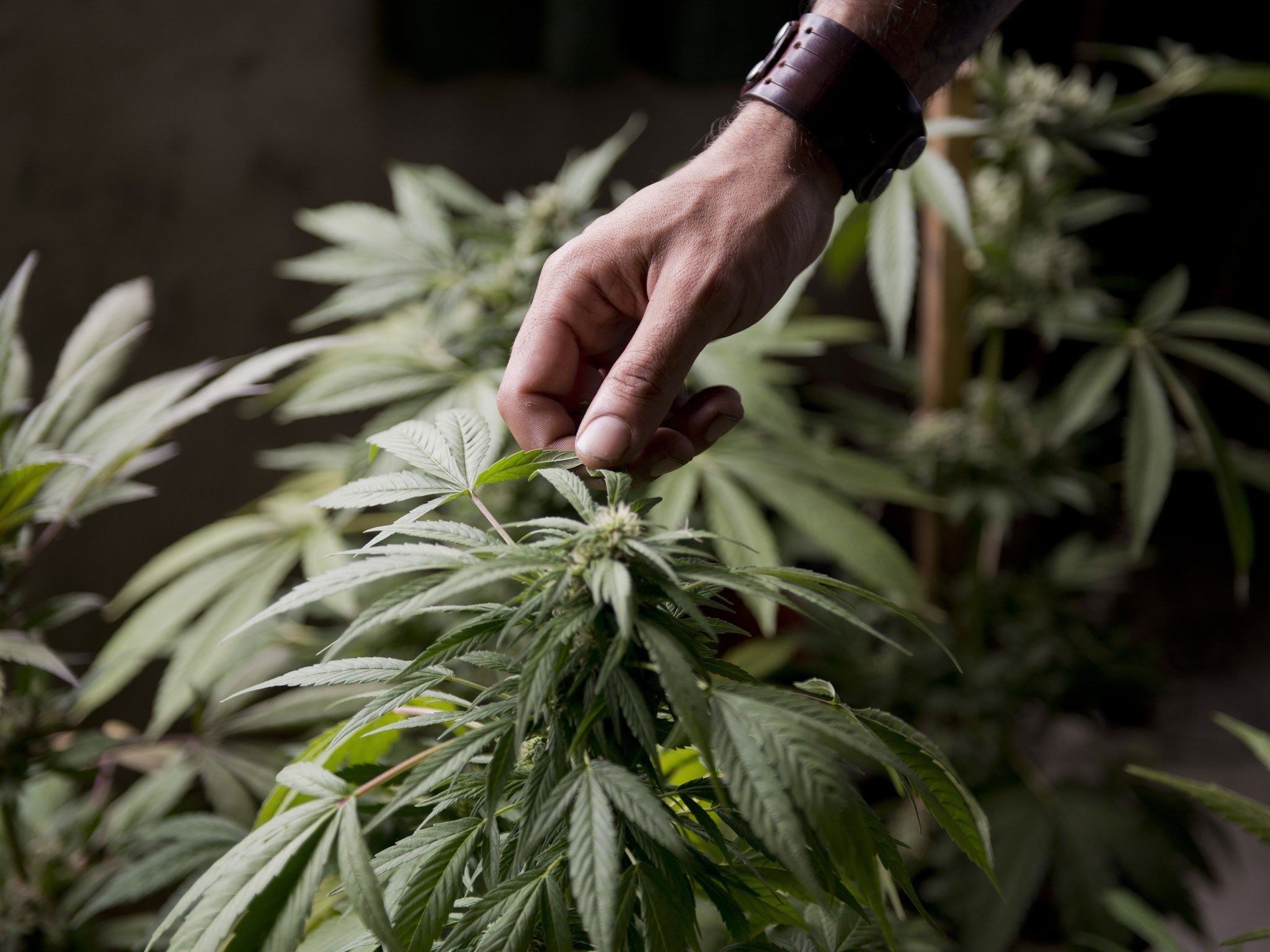 A marijuana grower checks the leaves of his marijuana plants for fungus, on the outskirts of Montevideo, Uruguay