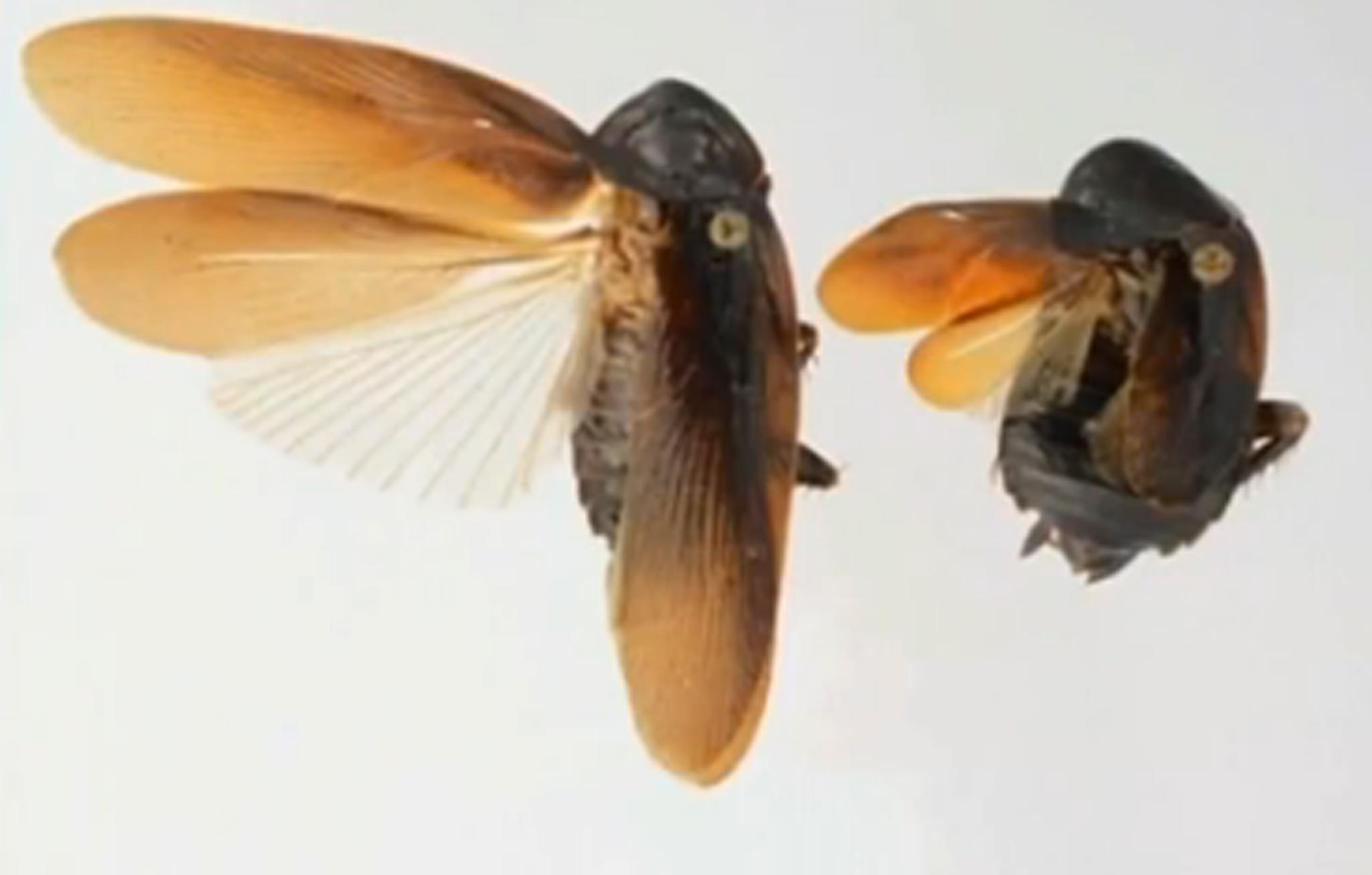 The Periplaneta Japonica, which is native to Asia, has been discovered in New York