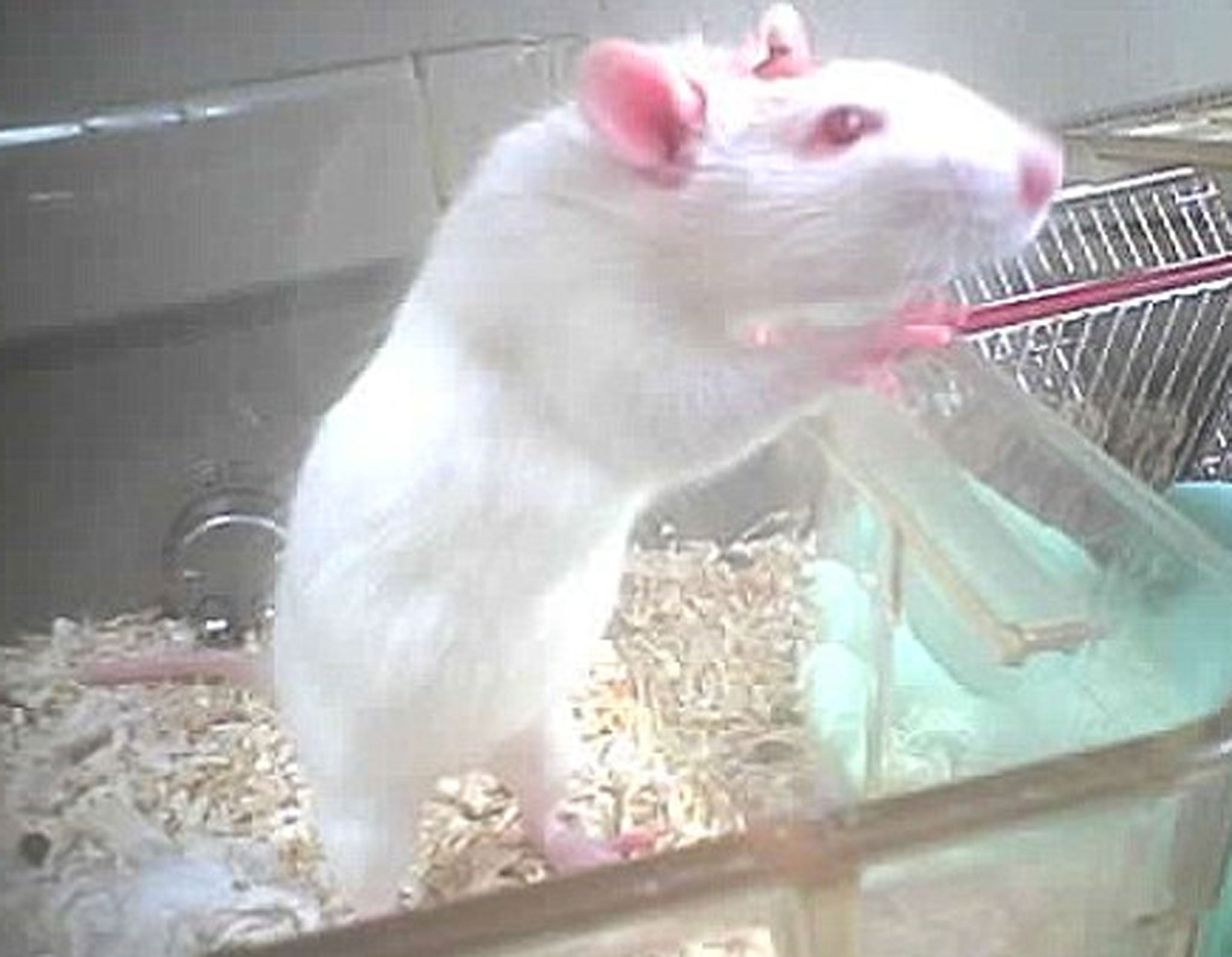 A rat with what appears to be a medical tube embedded in its chest