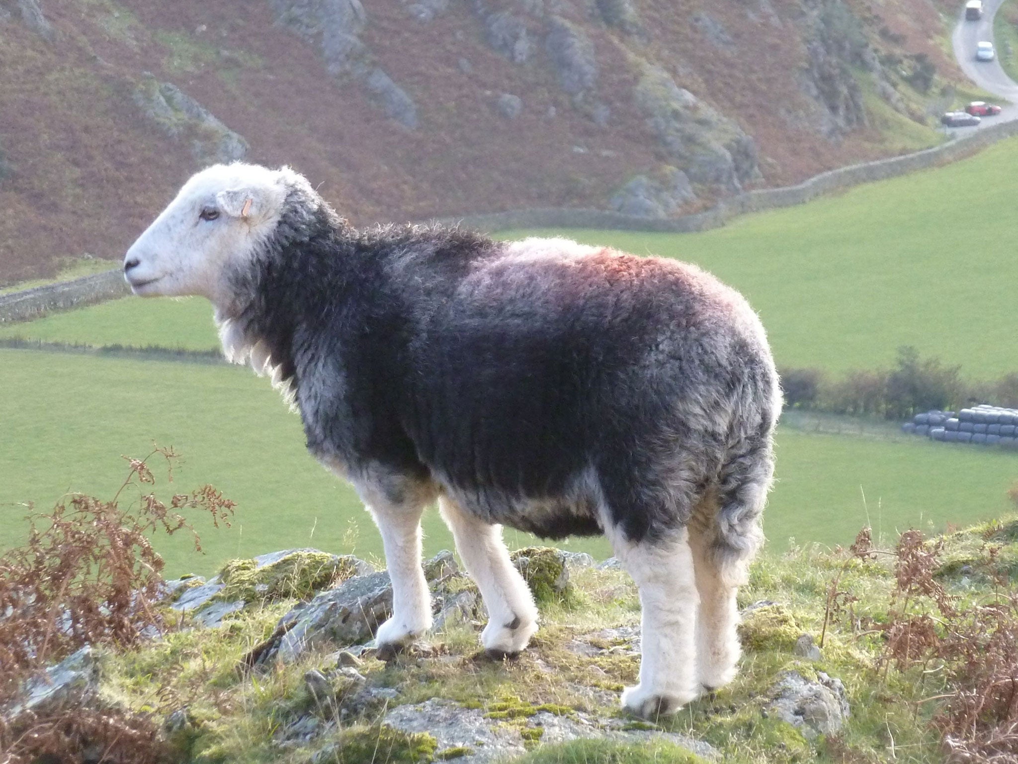 The draught excluder is made from 100 per cent wool